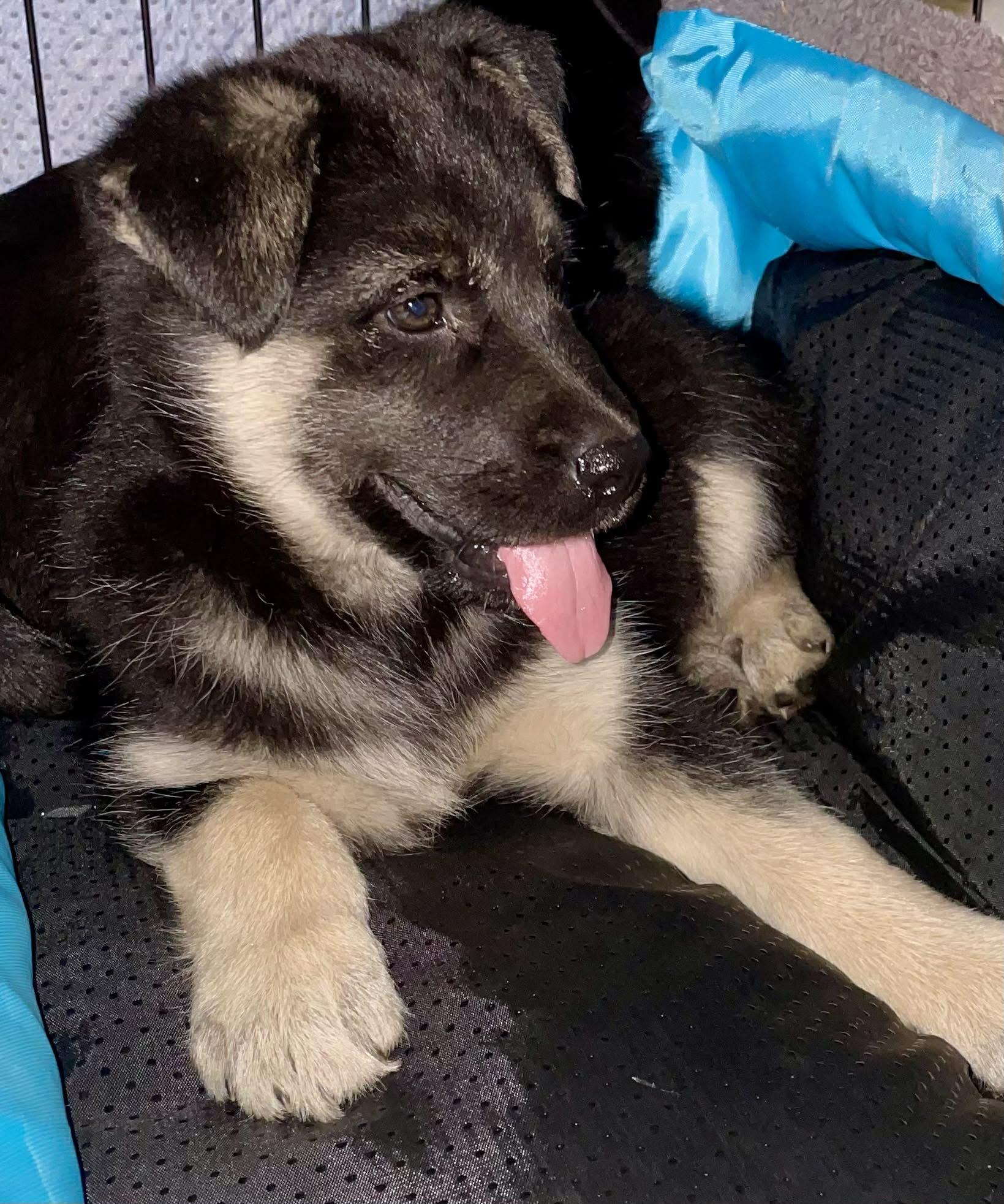 Enlarge Nova, a ADOPTABLE mixed breed in Toronto, ON image 6/6