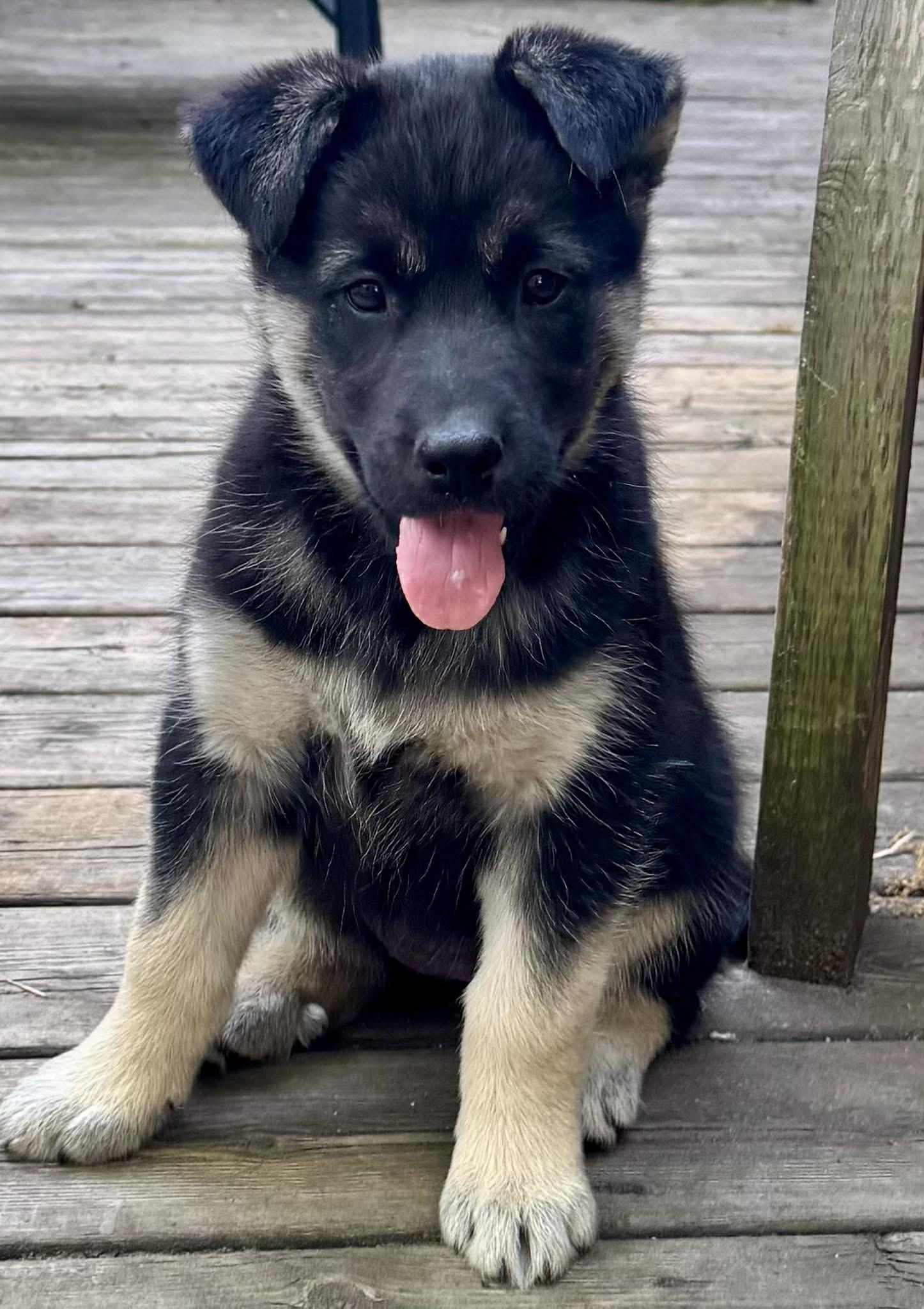 Enlarge Nova, a ADOPTABLE mixed breed in Toronto, ON image 3/6
