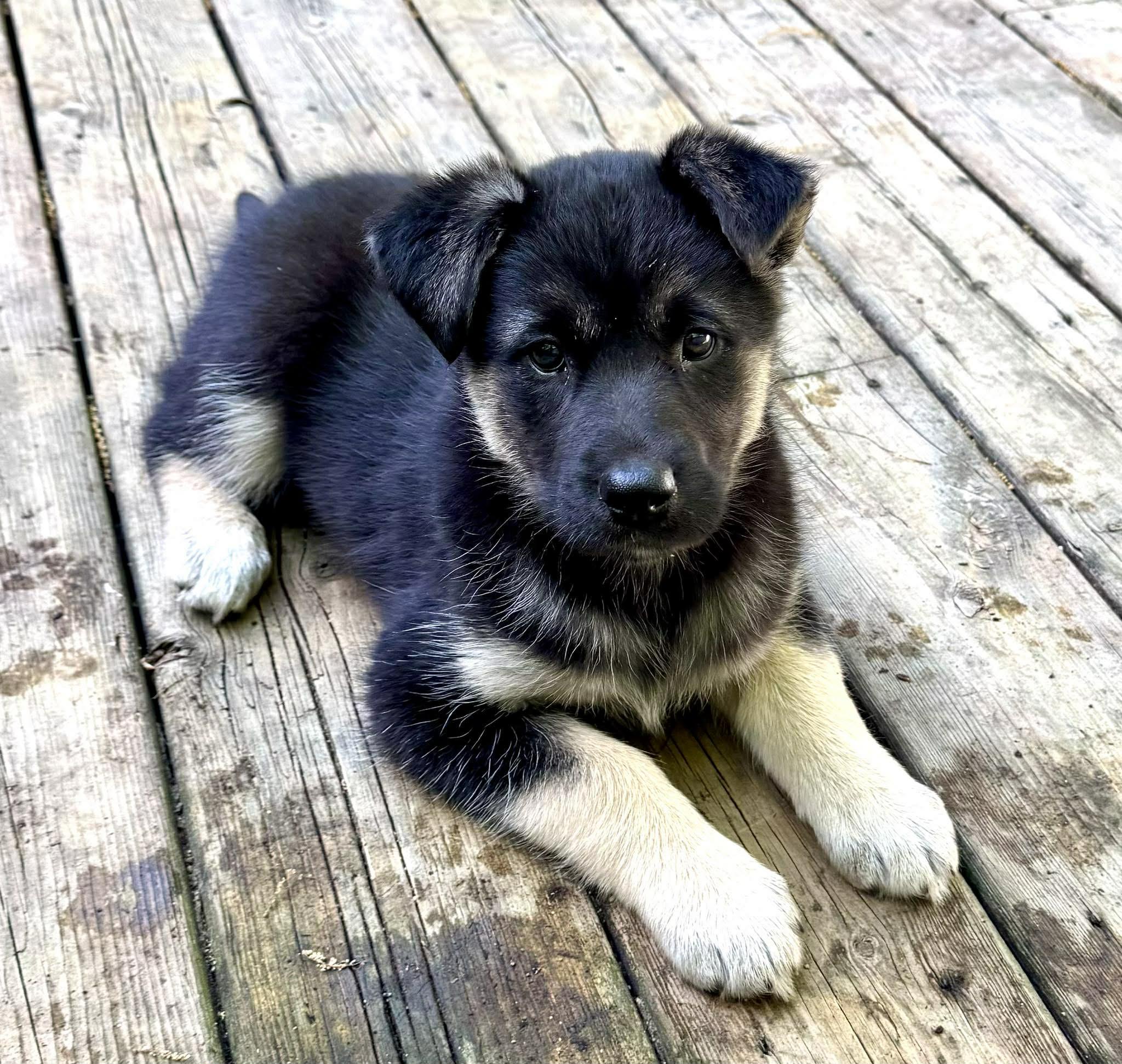 Enlarge Nova, a ADOPTABLE mixed breed in Toronto, ON image 4/6