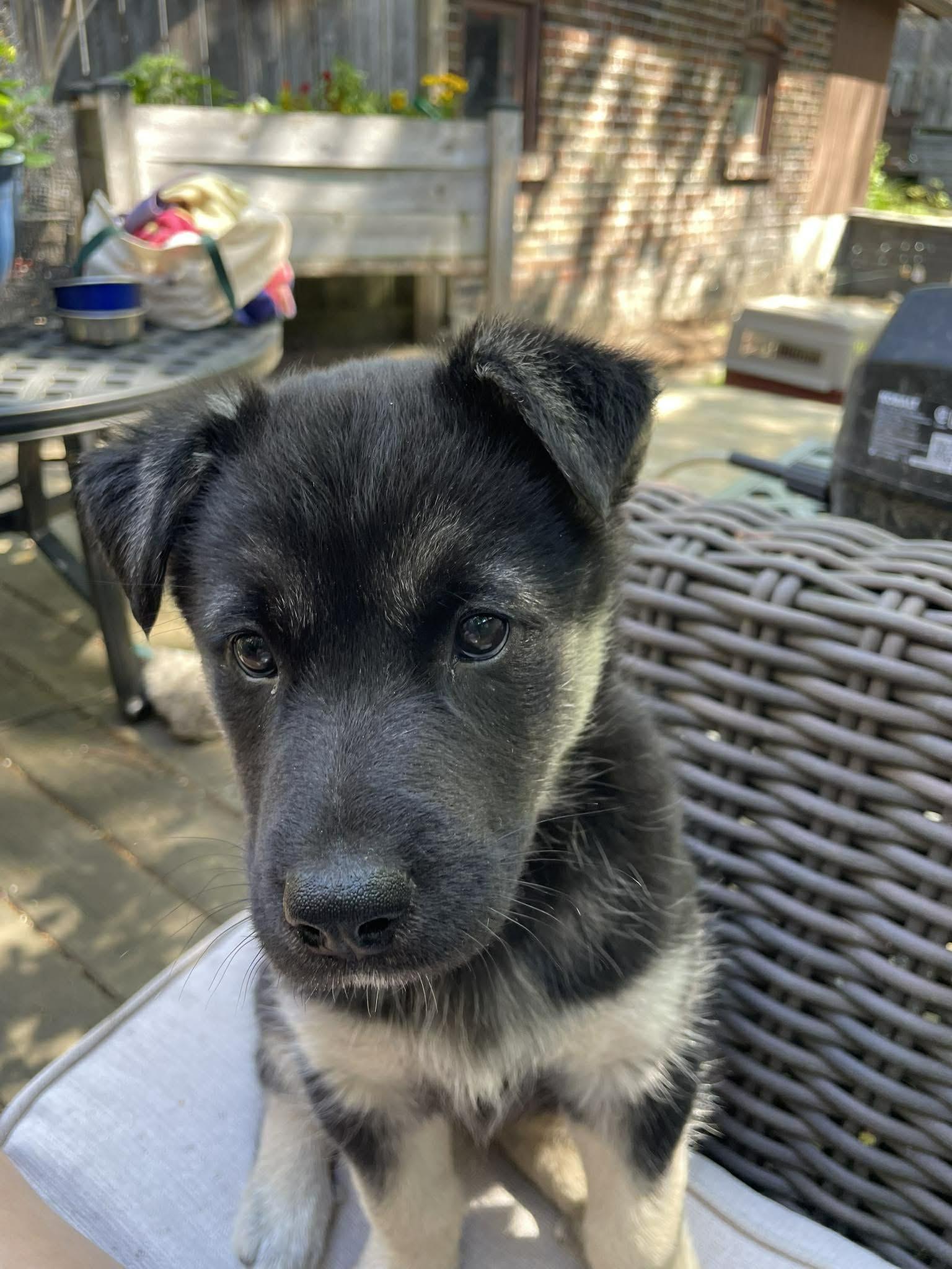 Enlarge Nova, a ADOPTABLE mixed breed in Toronto, ON image 1/6