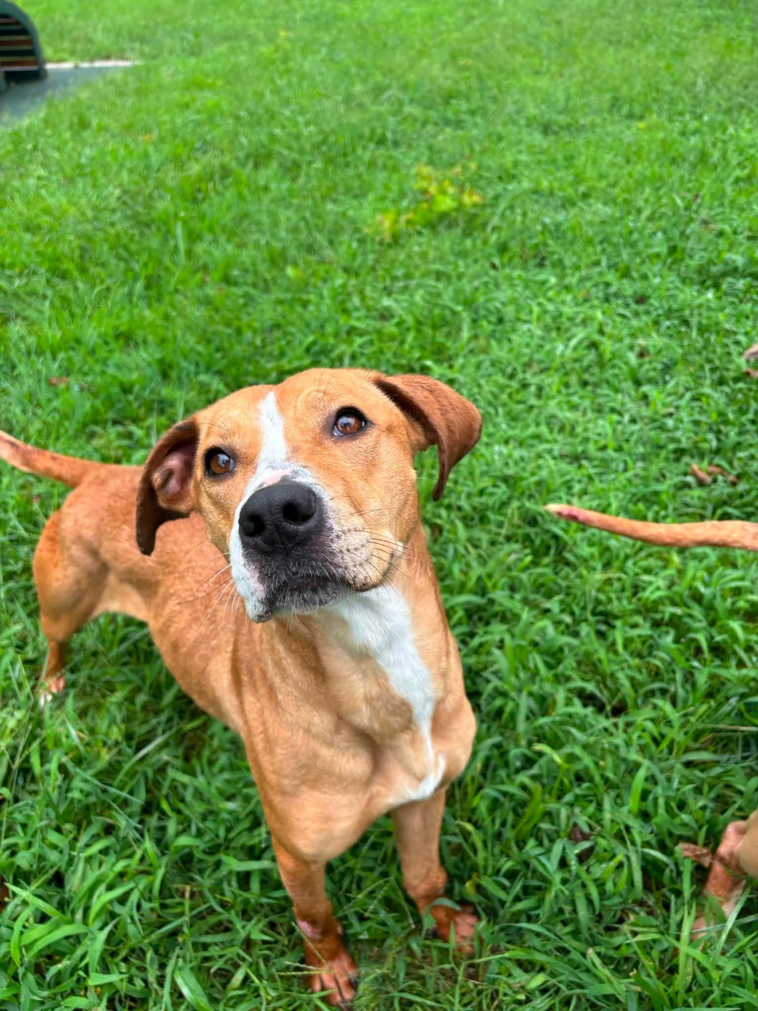 Enlarge Boo, a Adoptable mixed breed in Saint Charles, MO image 3/4