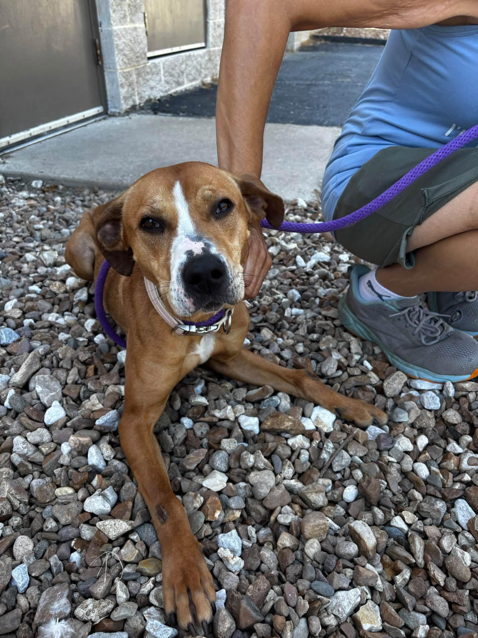 Enlarge Boo, a Adoptable mixed breed in Saint Charles, MO image 1/4
