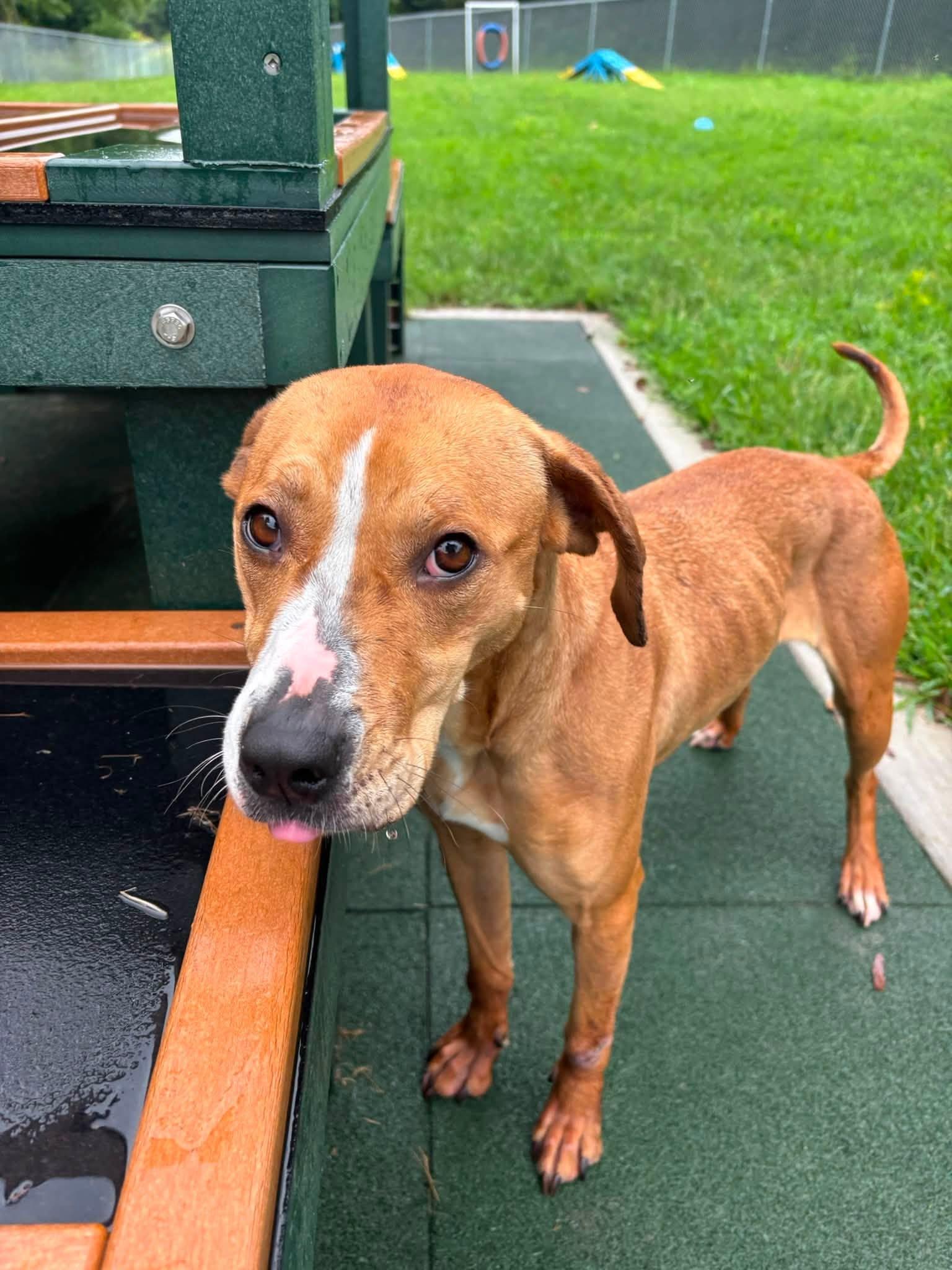 Enlarge Boo, a Adoptable mixed breed in Saint Charles, MO image 4/4