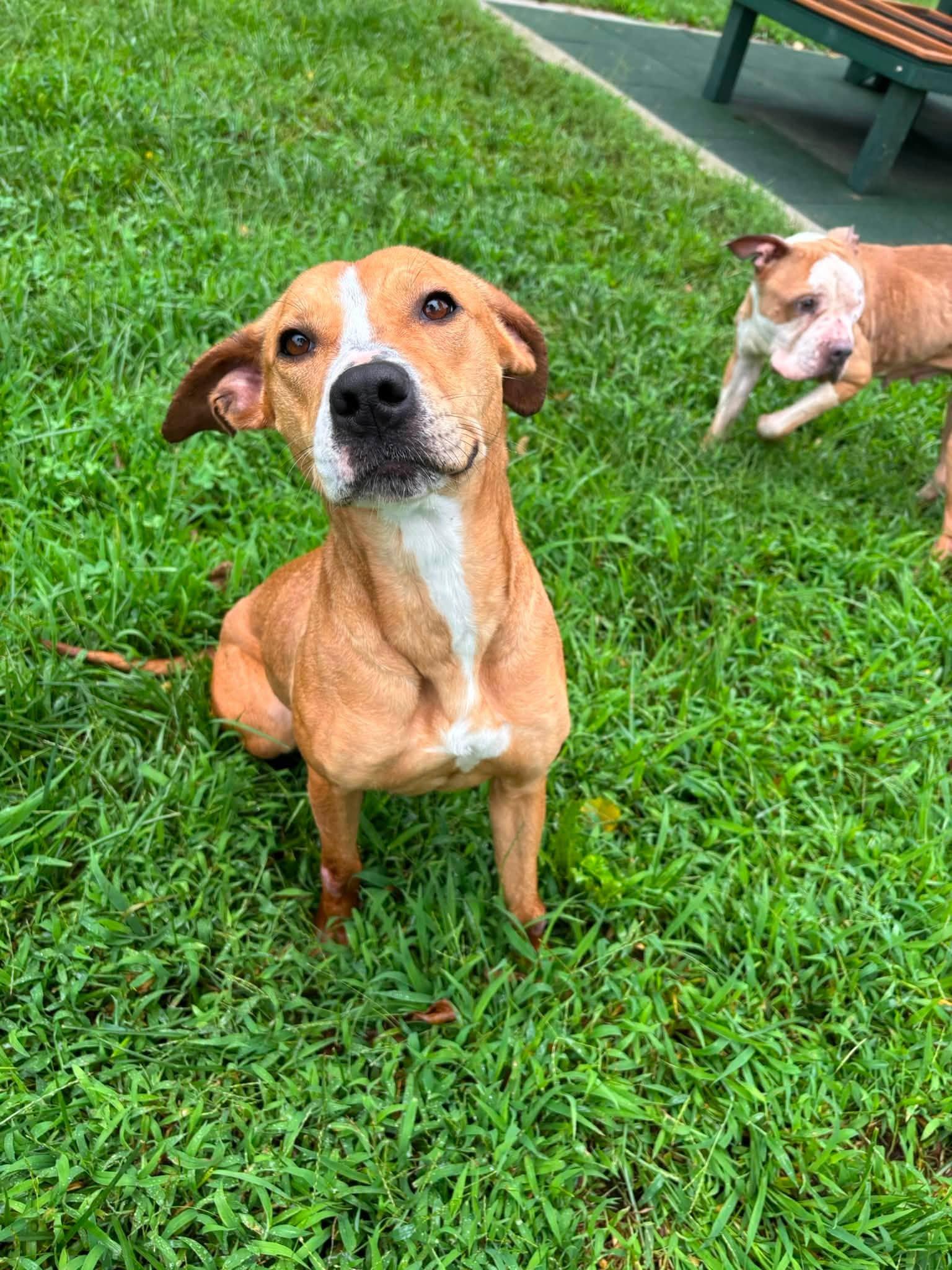 Enlarge Boo, a Adoptable mixed breed in Saint Charles, MO image 2/4