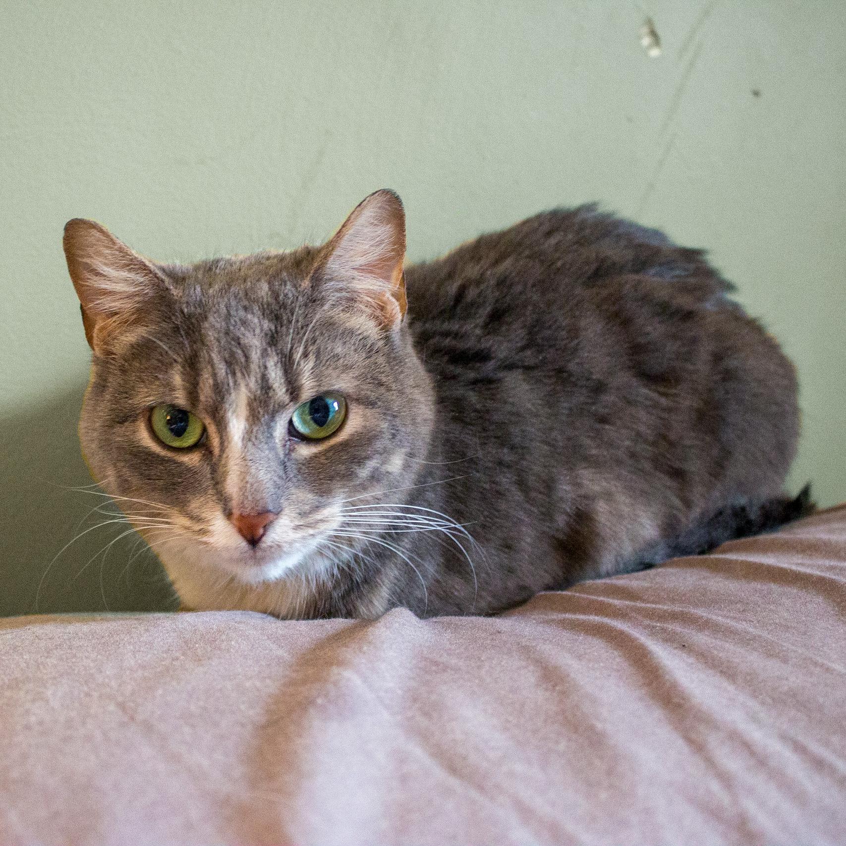 Stanley, Adoptable, Adult Female Domestic Medium Hair.