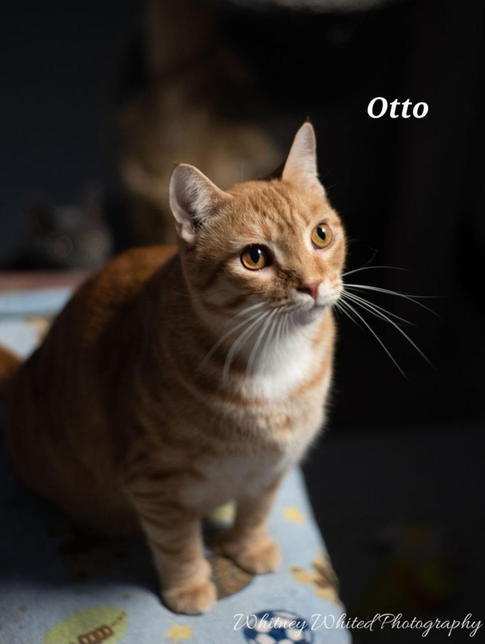 Enlarge Audo (polly), a Adoptable Domestic Short Hair in Amherst, VA image 6/6