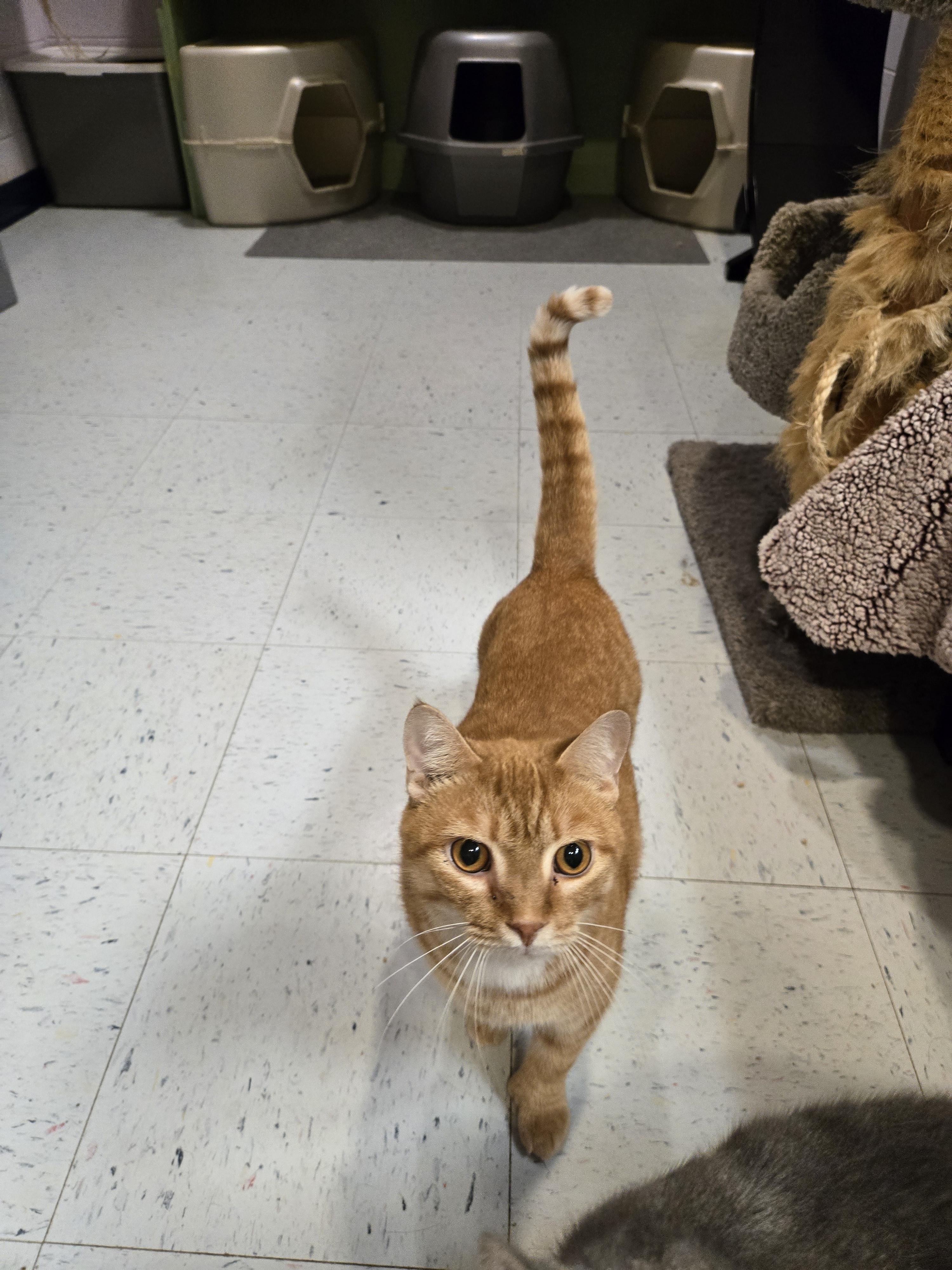Audo, a Adoptable Domestic Short Hair in Amherst, VA image 2/3