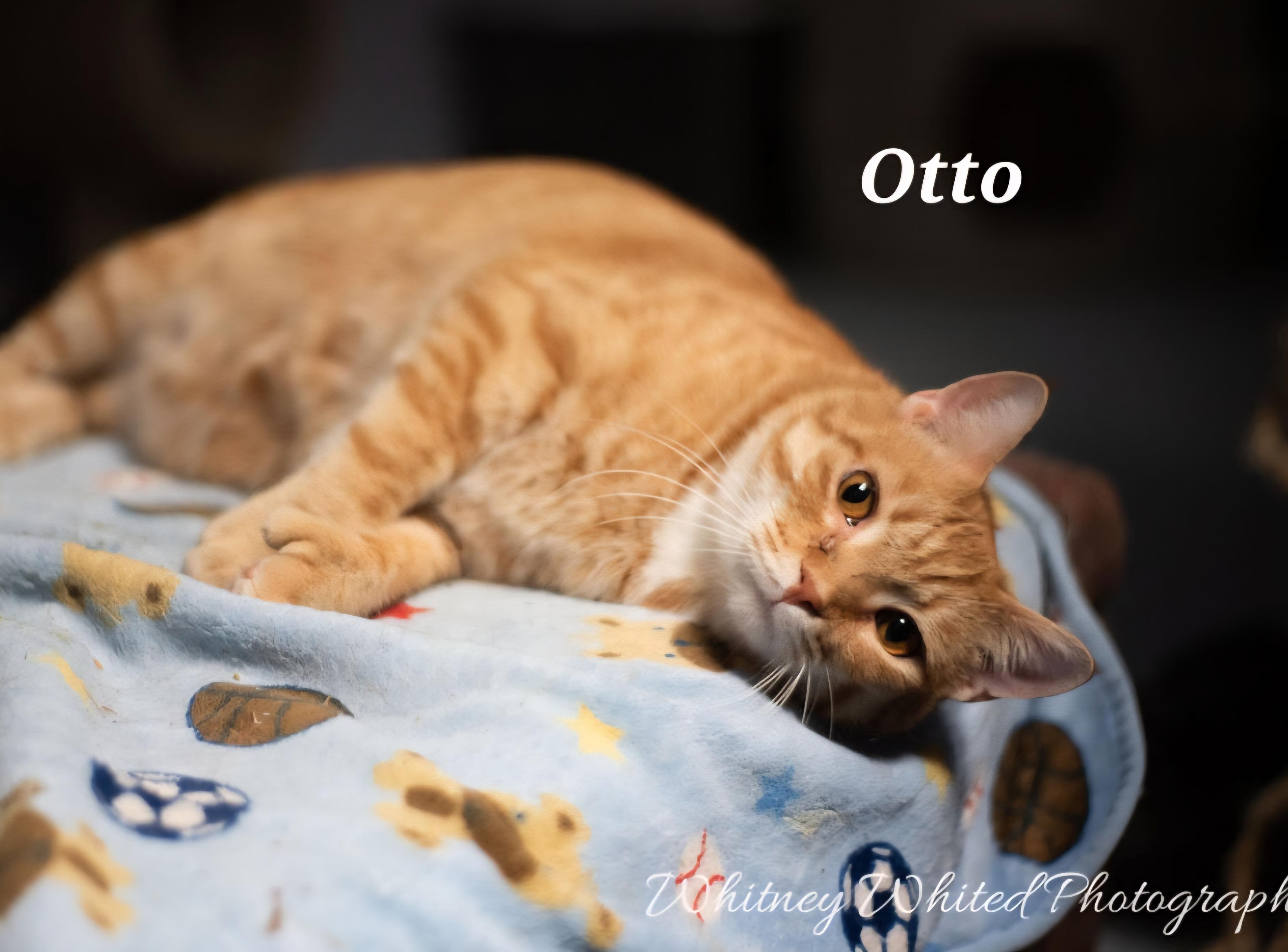 Enlarge Audo (polly), a Adoptable Domestic Short Hair in Amherst, VA image 2/6