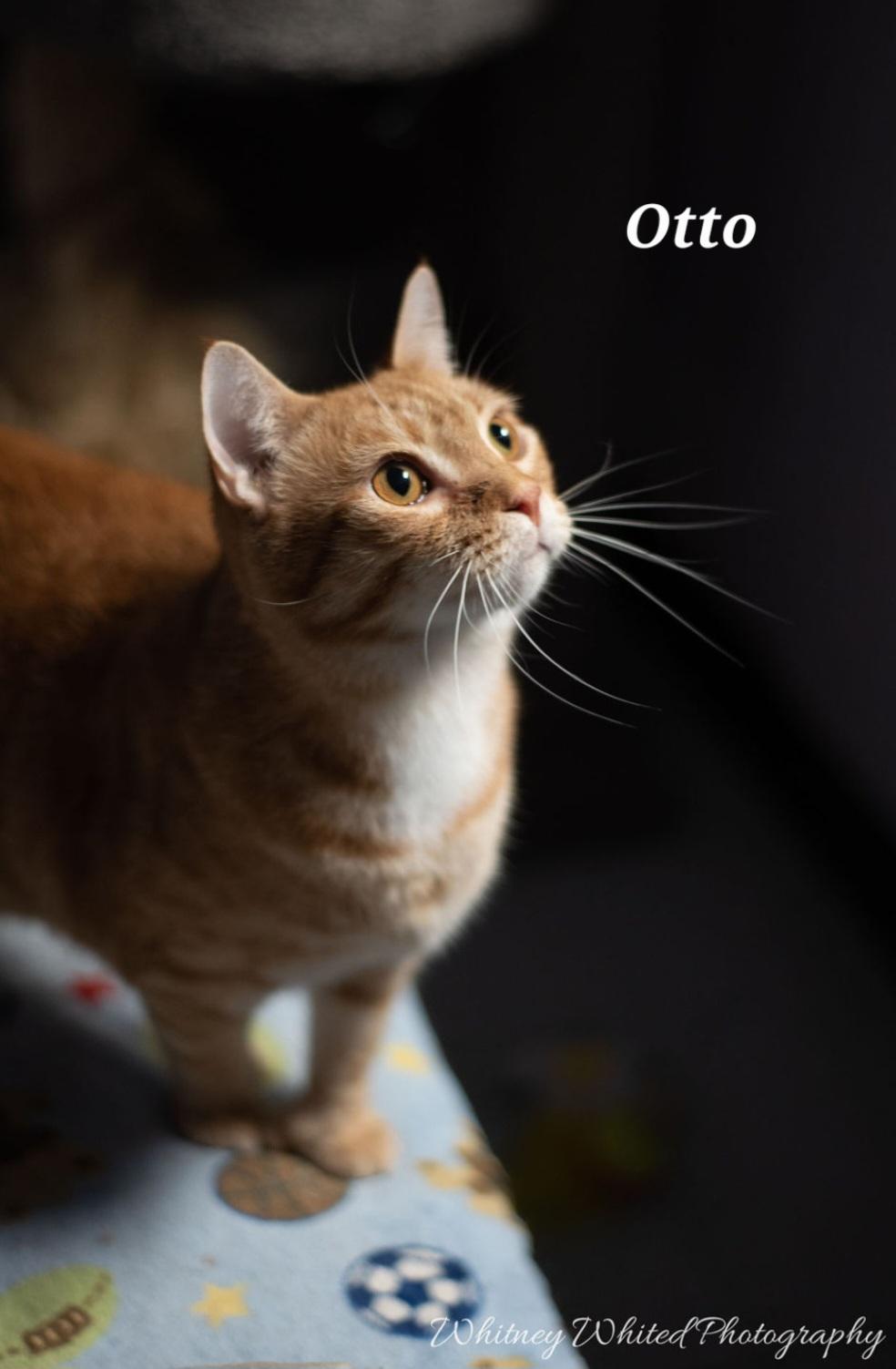 Enlarge Audo (polly), a Adoptable Domestic Short Hair in Amherst, VA image 3/6