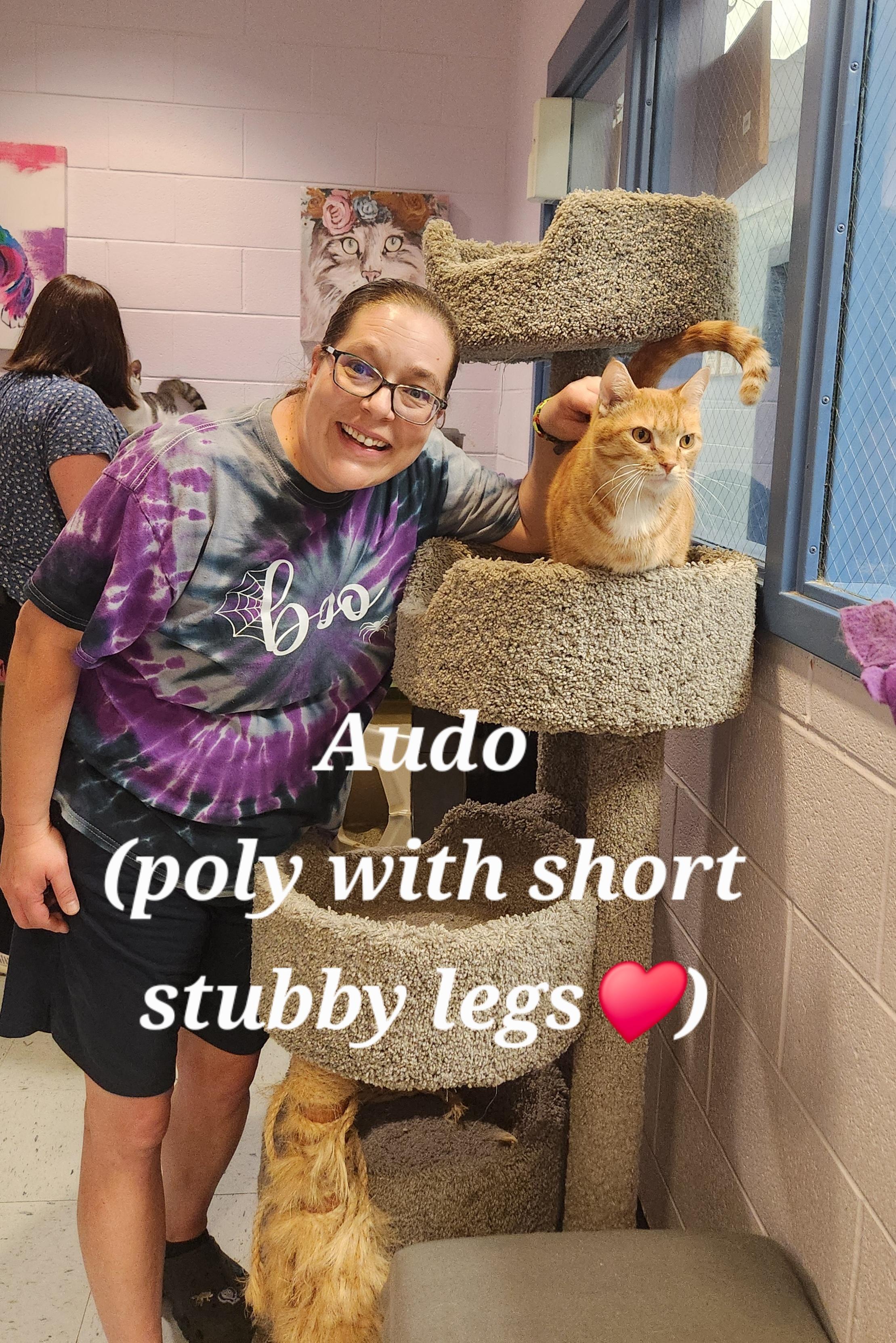 Audo, a Adoptable Domestic Short Hair in Amherst, VA image 1/3