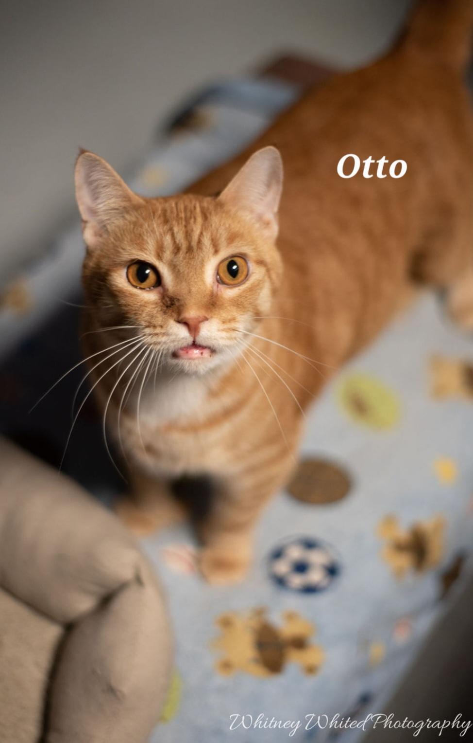 Audo (polly), Adoptable, Adult Male Domestic Short Hair.