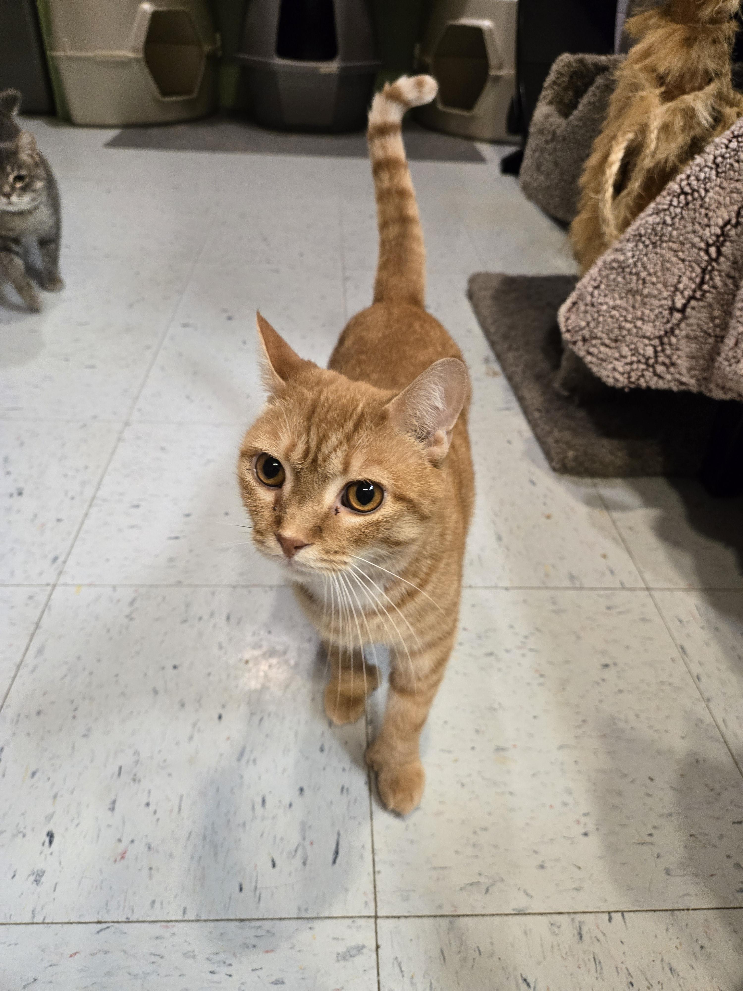 Audo, a Adoptable Domestic Short Hair in Amherst, VA image 3/3