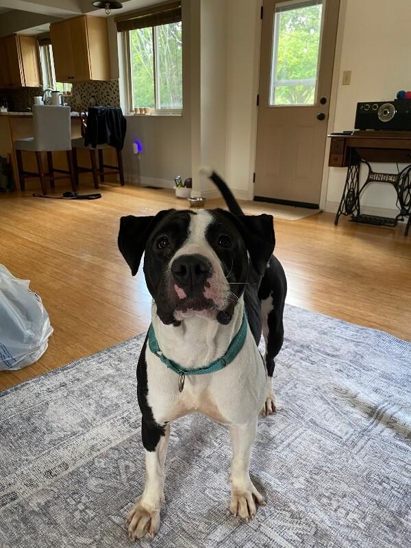 Enlarge Sifi, a Adoptable Mixed Breed in Miamitown, OH image 3/4