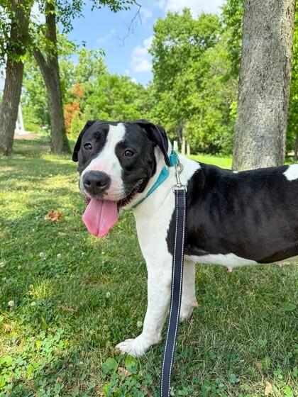 Enlarge Sifi, a Adoptable Mixed Breed in Miamitown, OH image 4/4