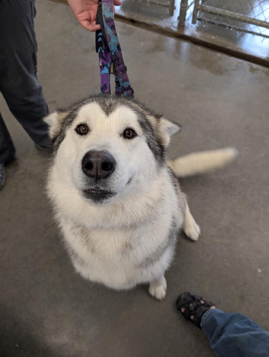 Enlarge Raine, a ADOPTABLE mixed breed in Boise, ID image 1/1