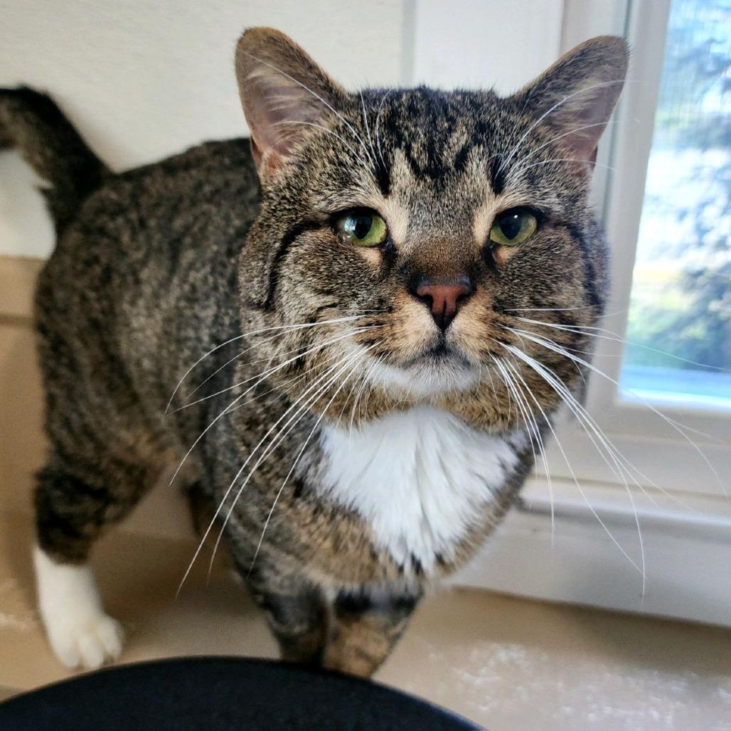 Pat Pat, Adoptable, Adult Male Domestic Short Hair.