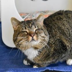 Pat Pat, Adoptable, Adult Male Domestic Short Hair.