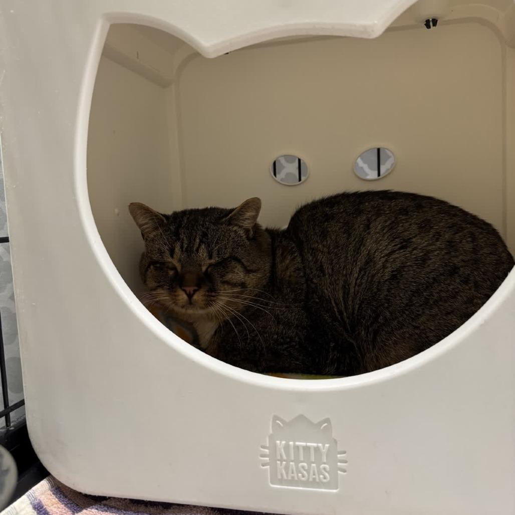 Enlarge Pat Pat, a Adoptable Domestic Short Hair in Columbus, NC image 2/6