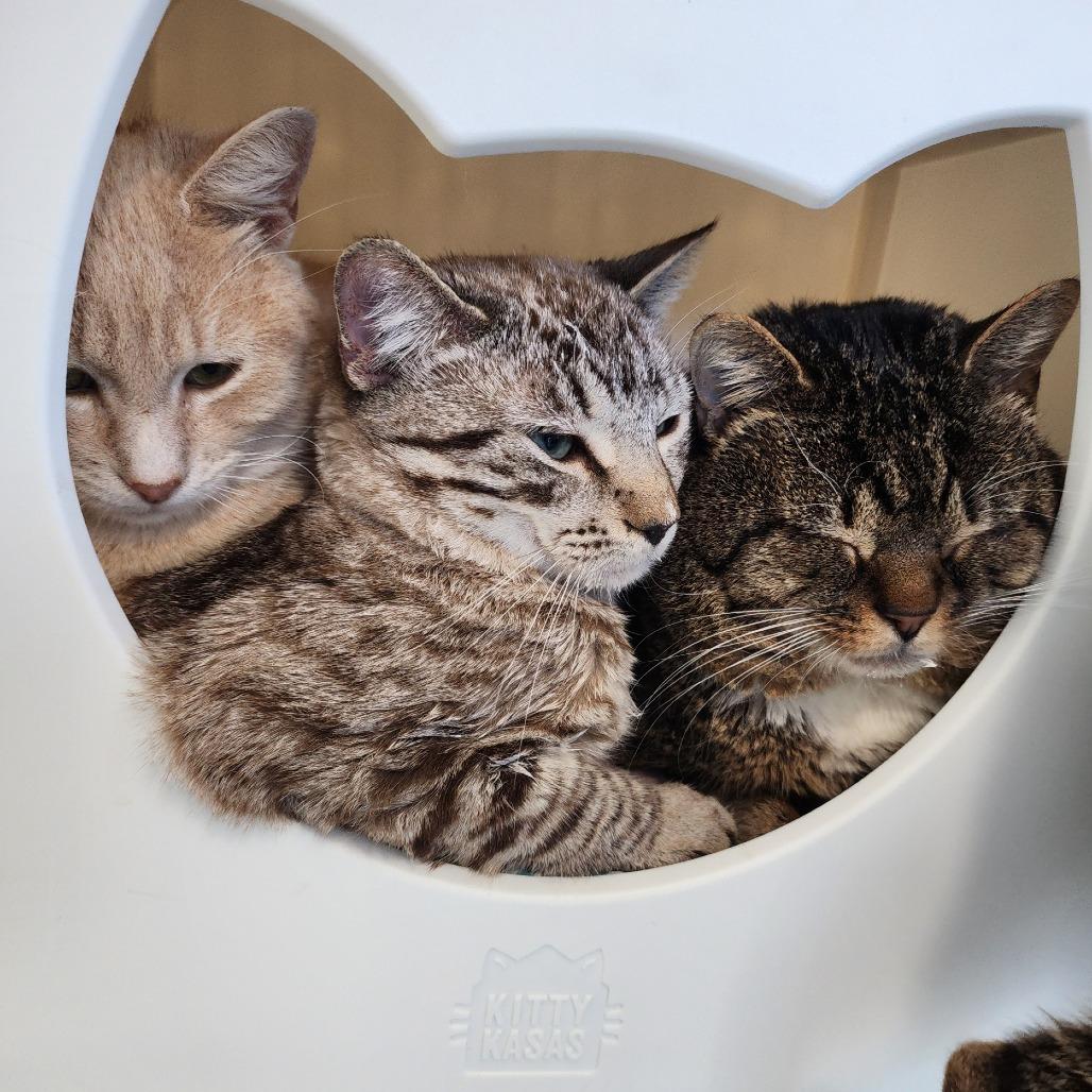 Enlarge Pat Pat, a Adoptable Domestic Short Hair in Columbus, NC image 4/6