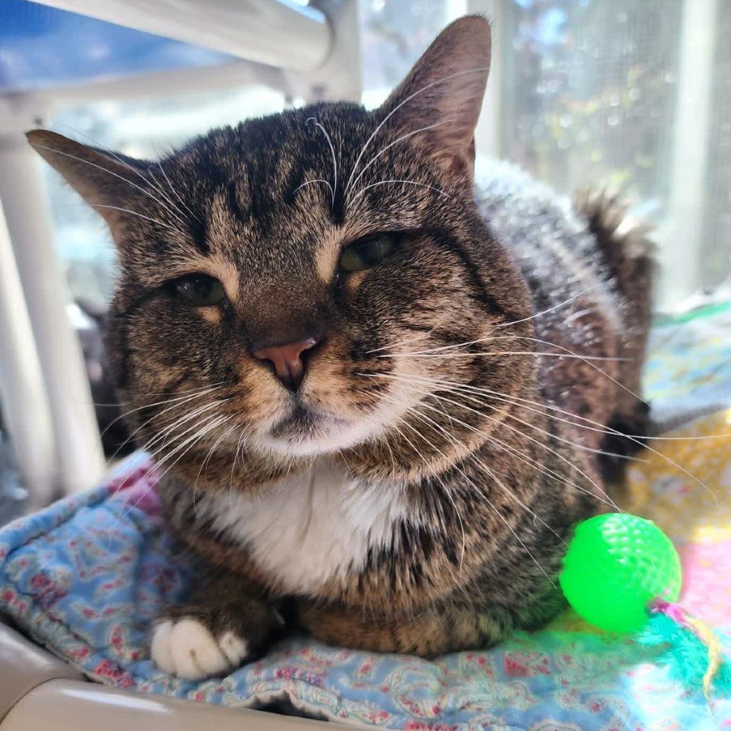 Enlarge Pat Pat, a Adoptable Domestic Short Hair in Columbus, NC image 5/6