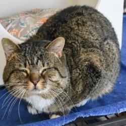 Enlarge Pat Pat, a Adoptable Domestic Short Hair in Columbus, NC image 6/6