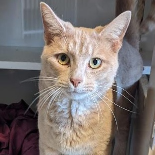 Enlarge McBride, a Adoptable Domestic Short Hair in Shippenville, PA image 1/2