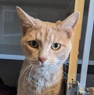 Enlarge McBride, a Adoptable Domestic Short Hair in Shippenville, PA image 2/2