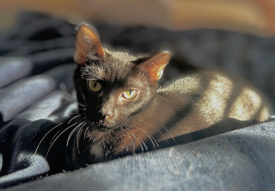 Hannah, an adopted Domestic Short Hair in Melrose, MA image 3/6
