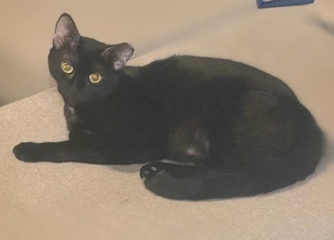 Hannah, an adopted Domestic Short Hair in Melrose, MA image 1/6