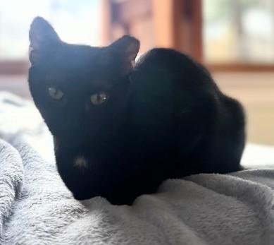 Hannah, an adopted Domestic Short Hair in Melrose, MA image 4/6