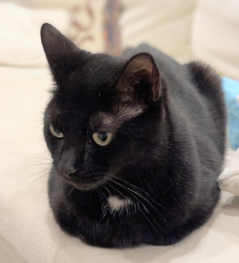 Hannah, an adopted Domestic Short Hair in Melrose, MA image 5/6