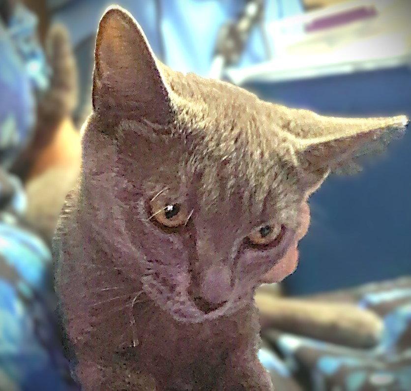 Pippa, Adopted, Kitten Female Russian Blue & Domestic Short Hair.
