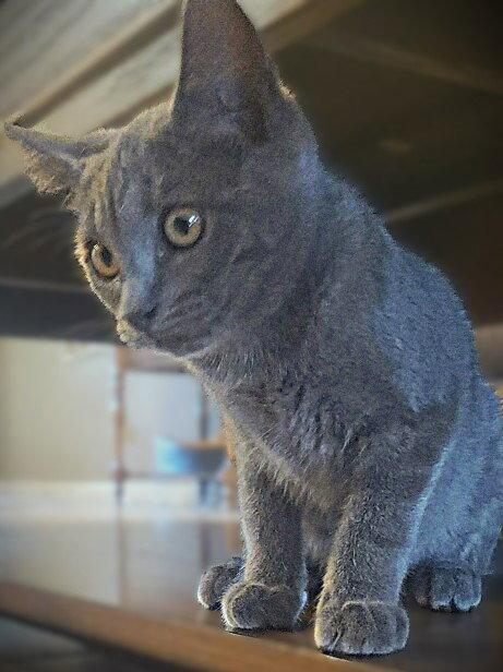 Enlarge Pippa, a Adopted mixed breed in Fort Myers, FL image 2/2