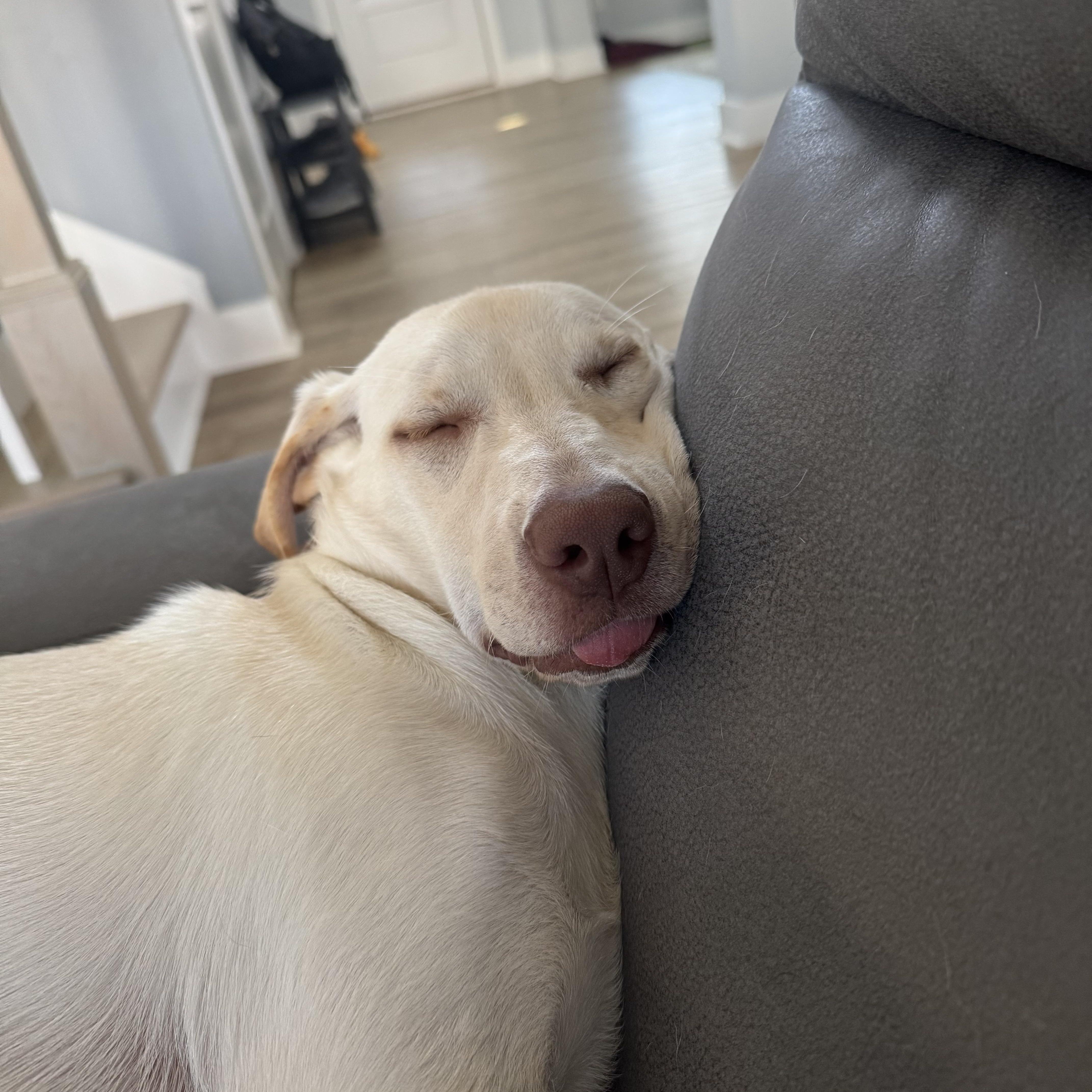 Enlarge Georgia, a Adoptable Mixed Breed in Charlotte, NC image 5/6