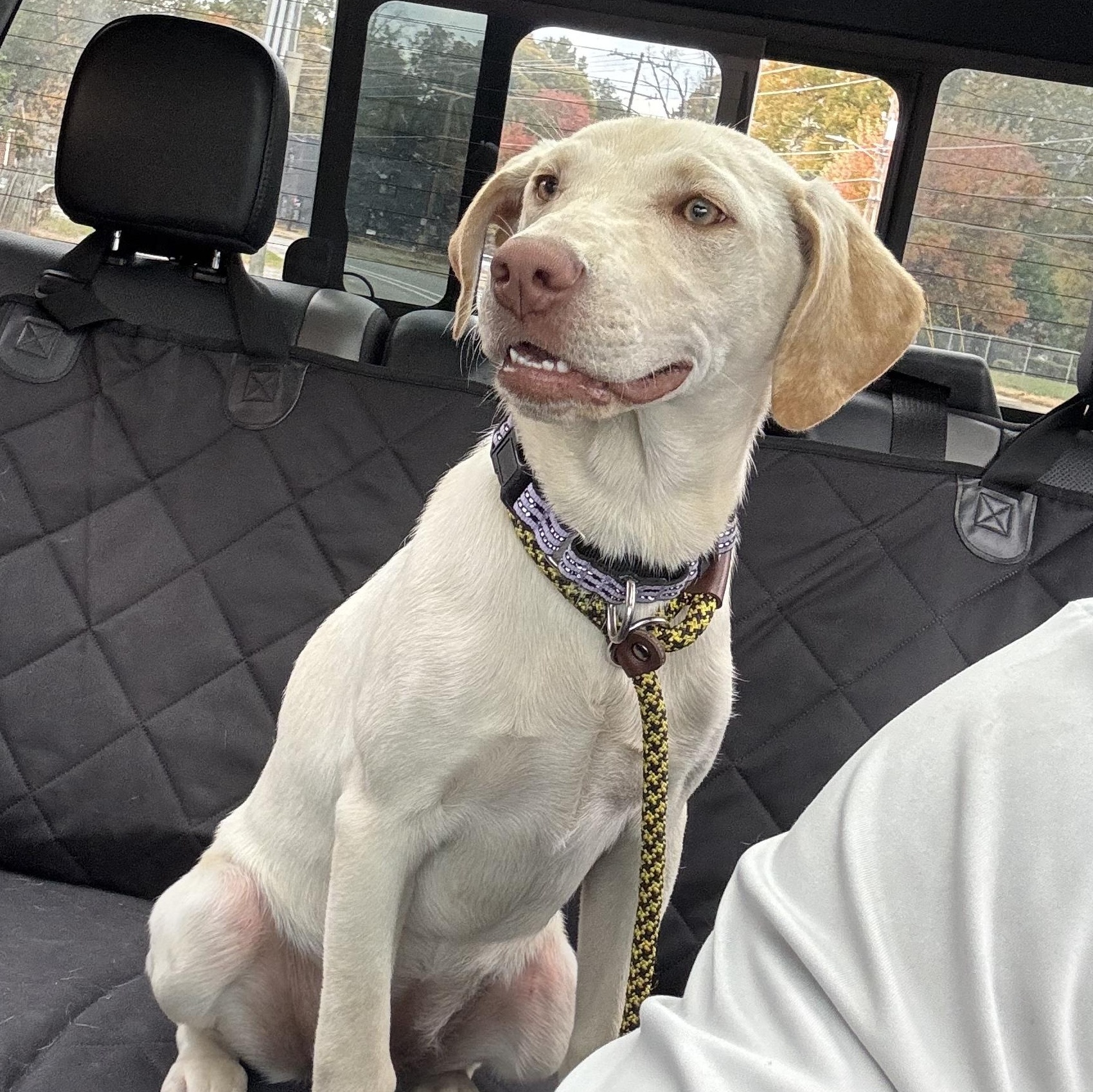 Georgia, Adoptable, Young Female Mixed Breed.