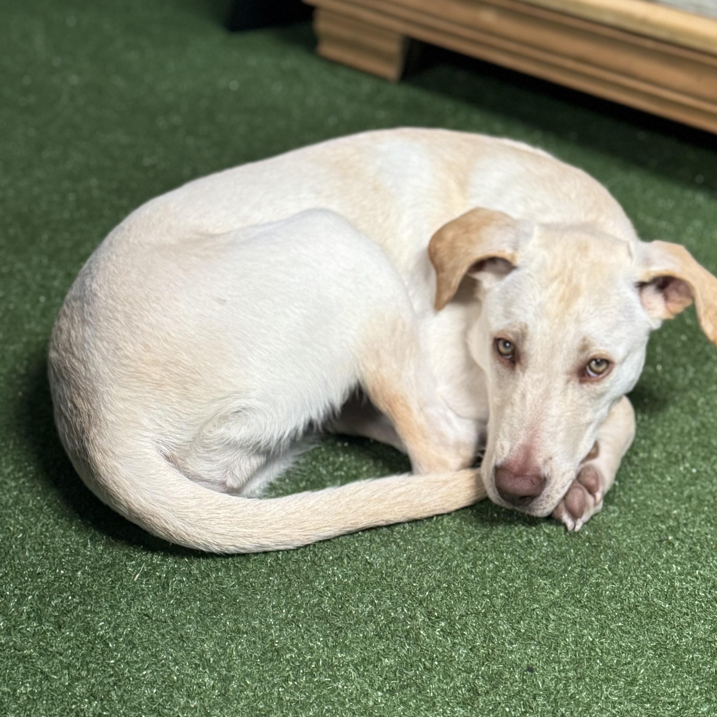 Enlarge Georgia, a Adoptable Mixed Breed in Charlotte, NC image 4/6