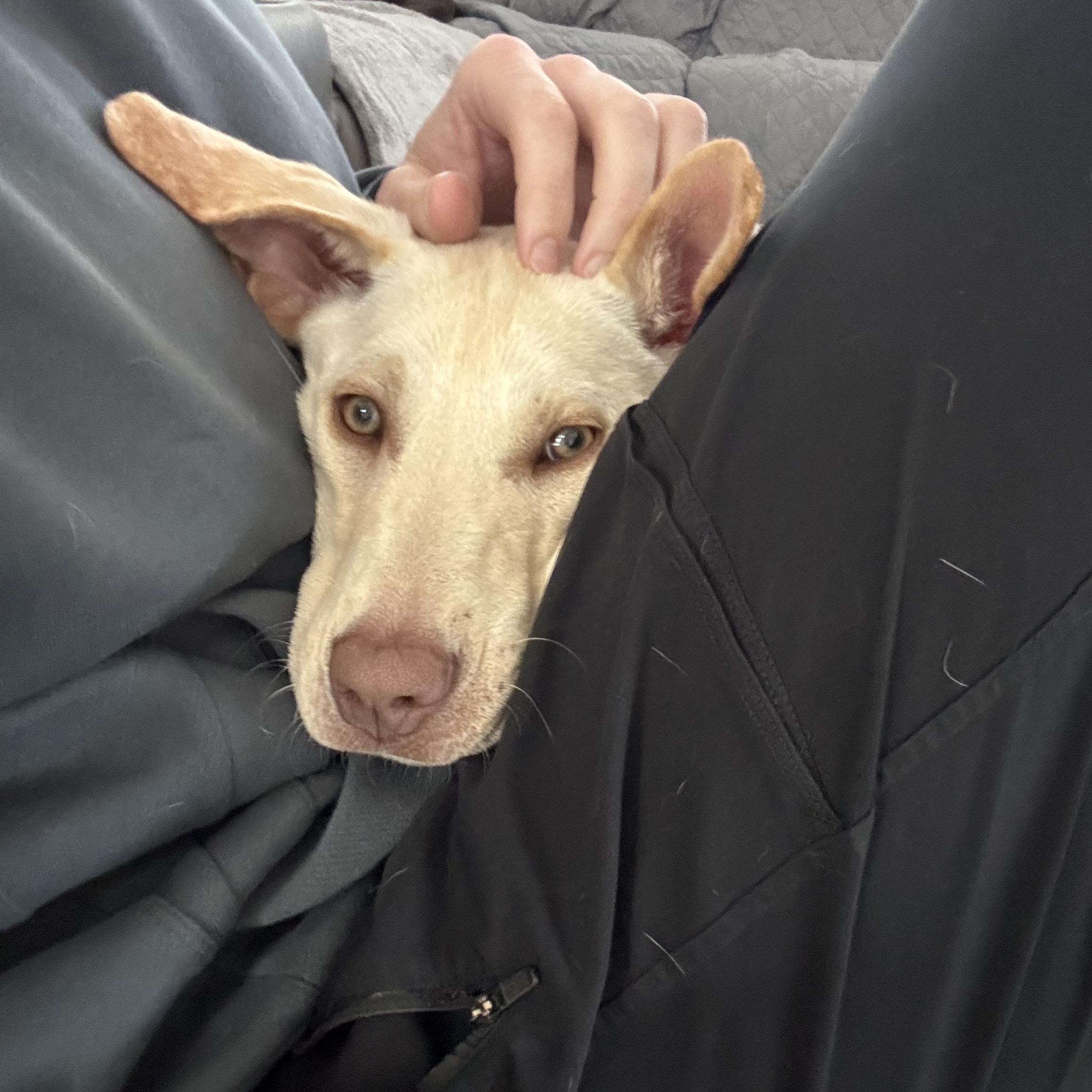 Enlarge Georgia, a Adoptable Mixed Breed in Charlotte, NC image 6/6