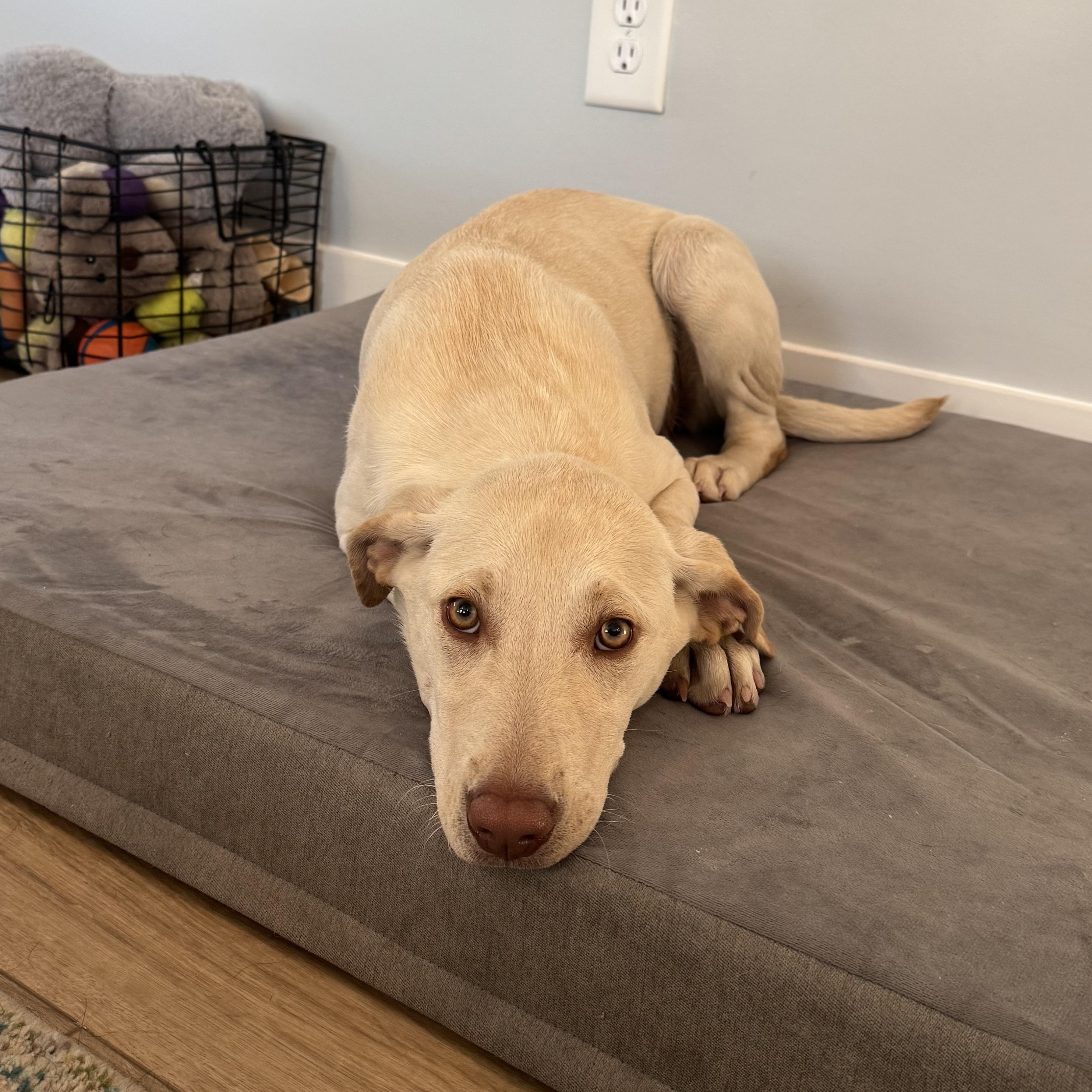 Enlarge Georgia, a Adoptable Mixed Breed in Charlotte, NC image 3/6