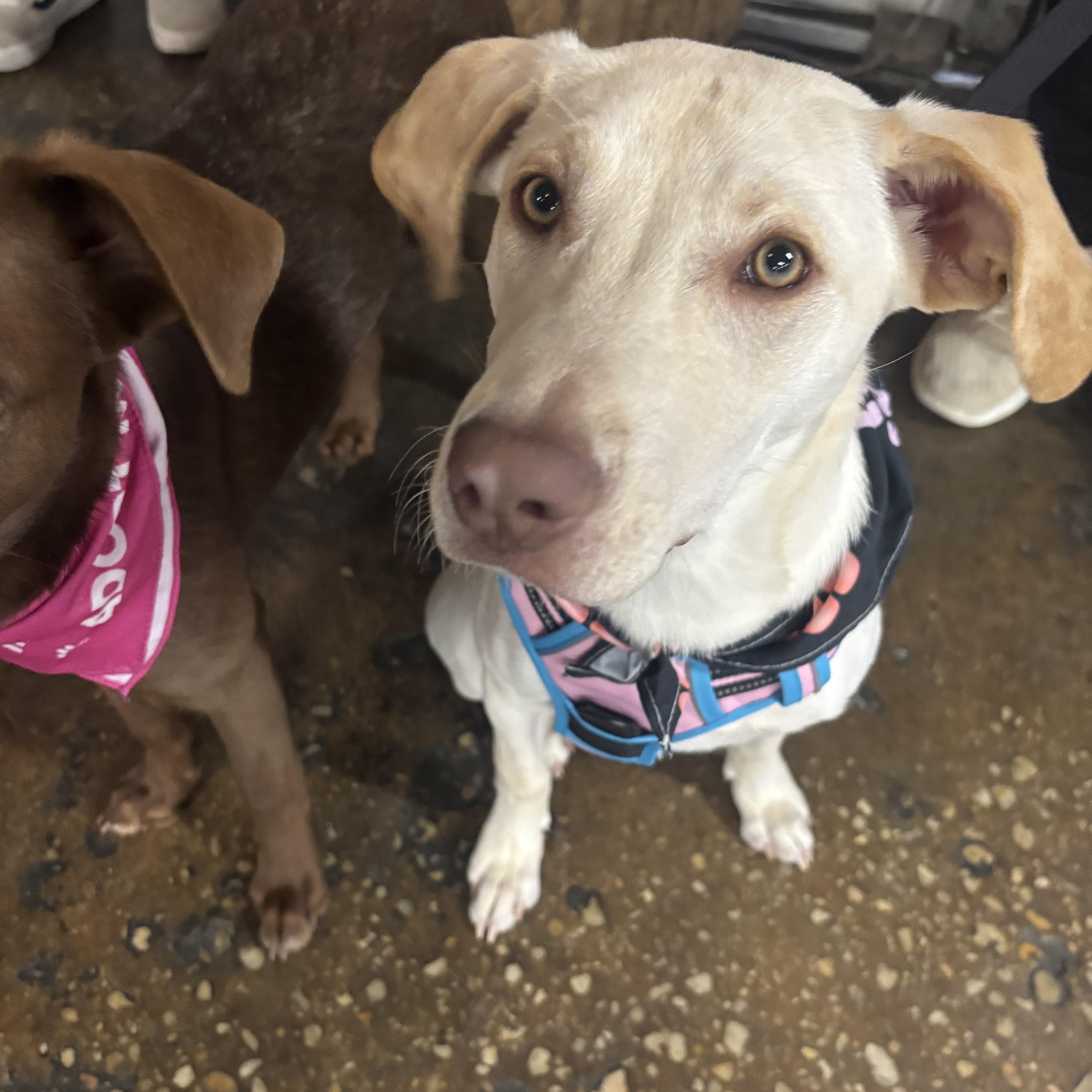 Enlarge Georgia, a Adoptable Mixed Breed in Charlotte, NC image 2/6