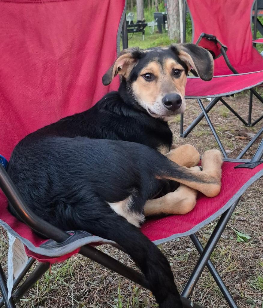 Willy, a Adoptable German Shepherd Dog in St. Cloud, MN image 2/3