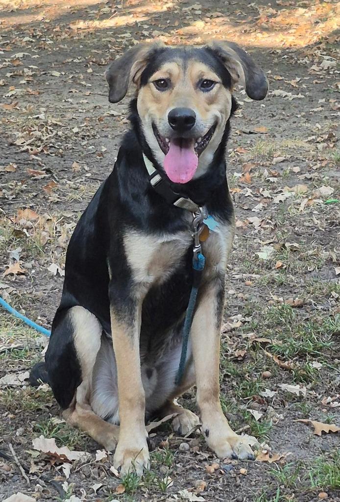 Willy, a Adoptable German Shepherd Dog in St. Cloud, MN image 3/4