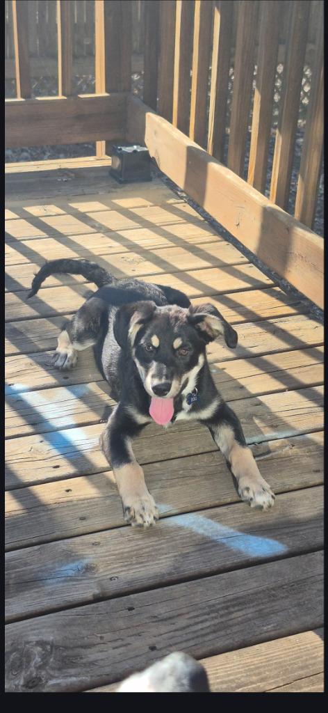 Willy, a Adoptable German Shepherd Dog in St. Cloud, MN image 3/3