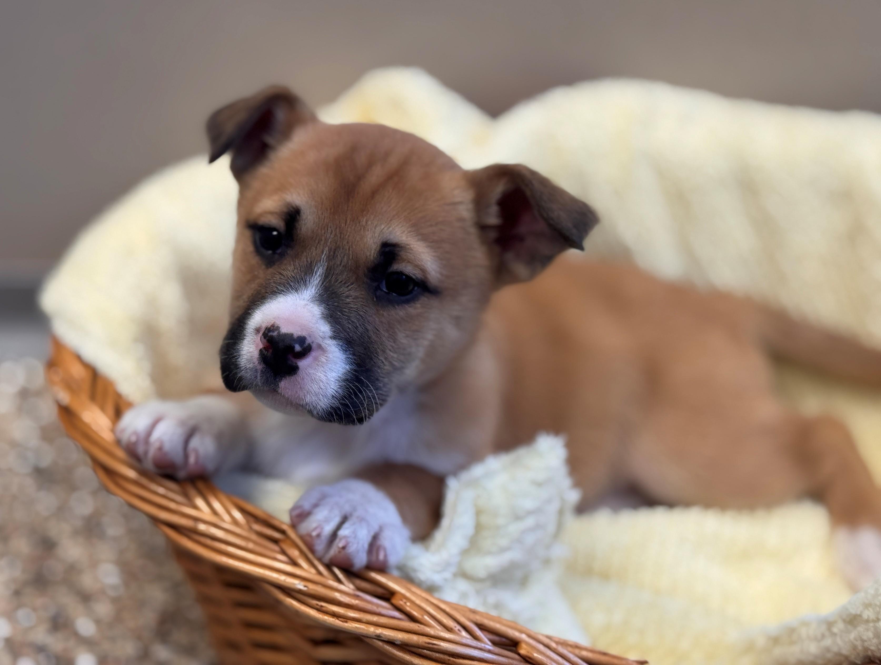 Enlarge Cheer Bear, an adoptable mixed breed in Hackensack, MN image 4/6