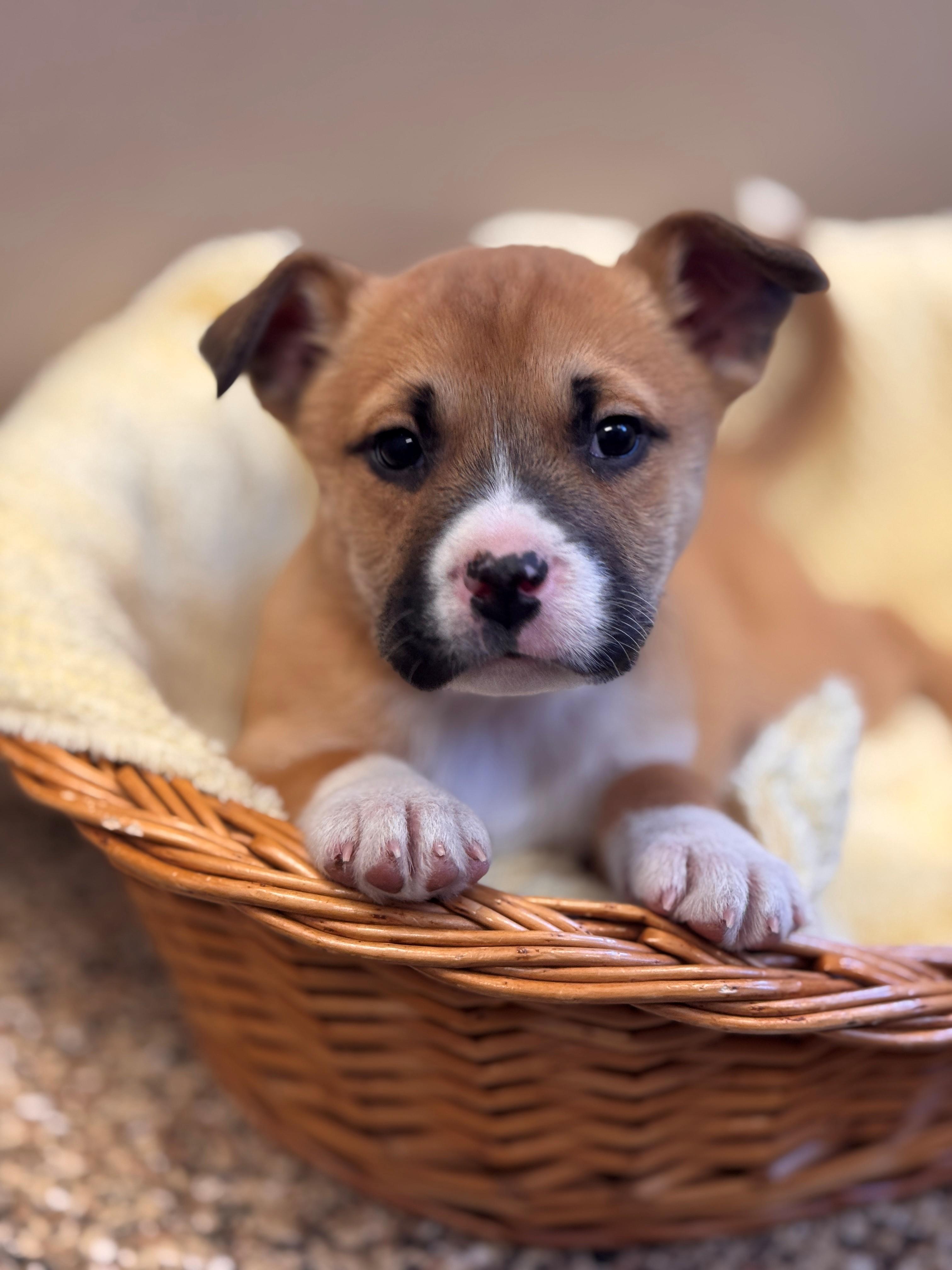 Enlarge Cheer Bear, an adoptable mixed breed in Hackensack, MN image 1/6