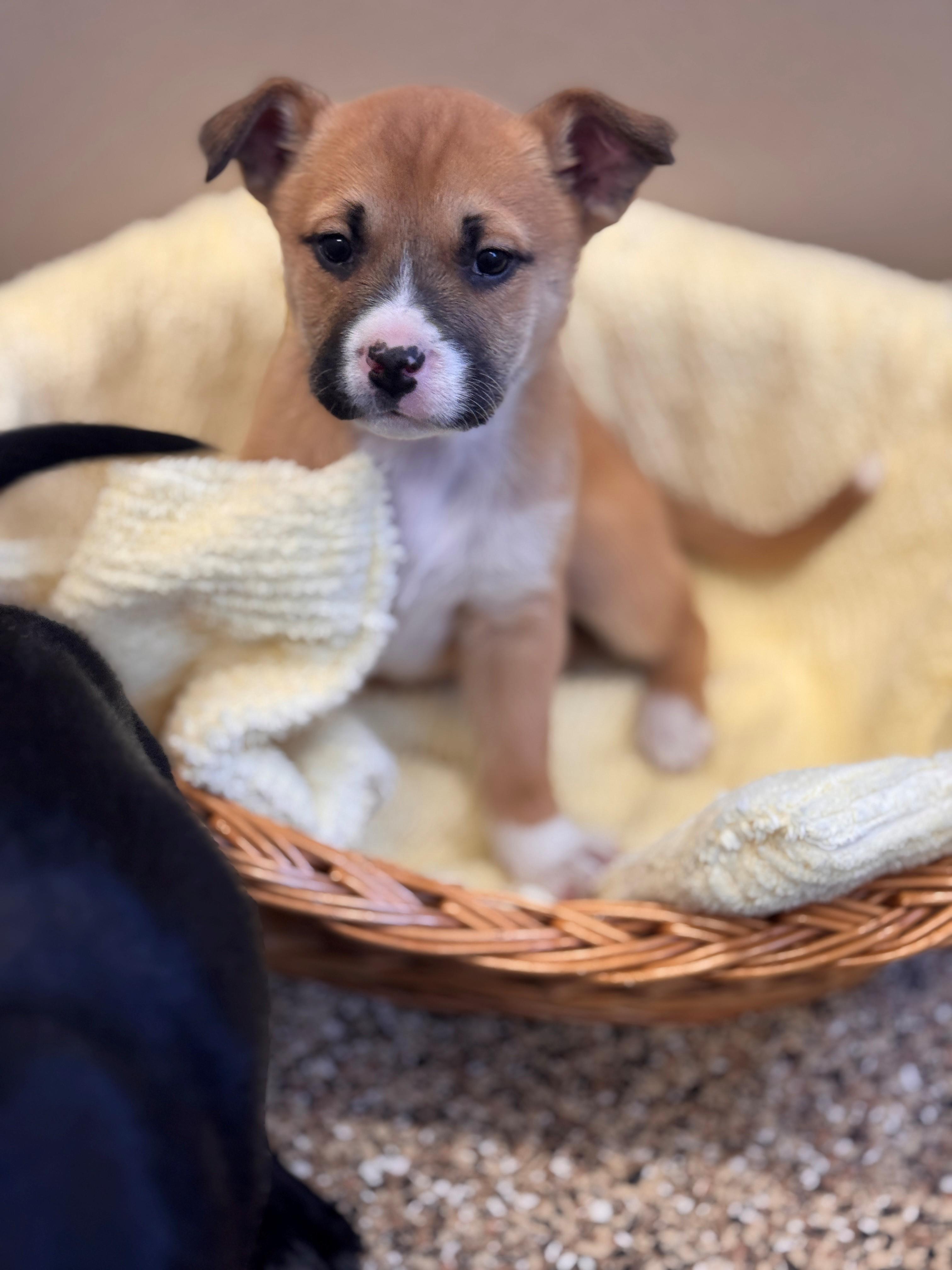 Enlarge Cheer Bear, an adoptable mixed breed in Hackensack, MN image 6/6