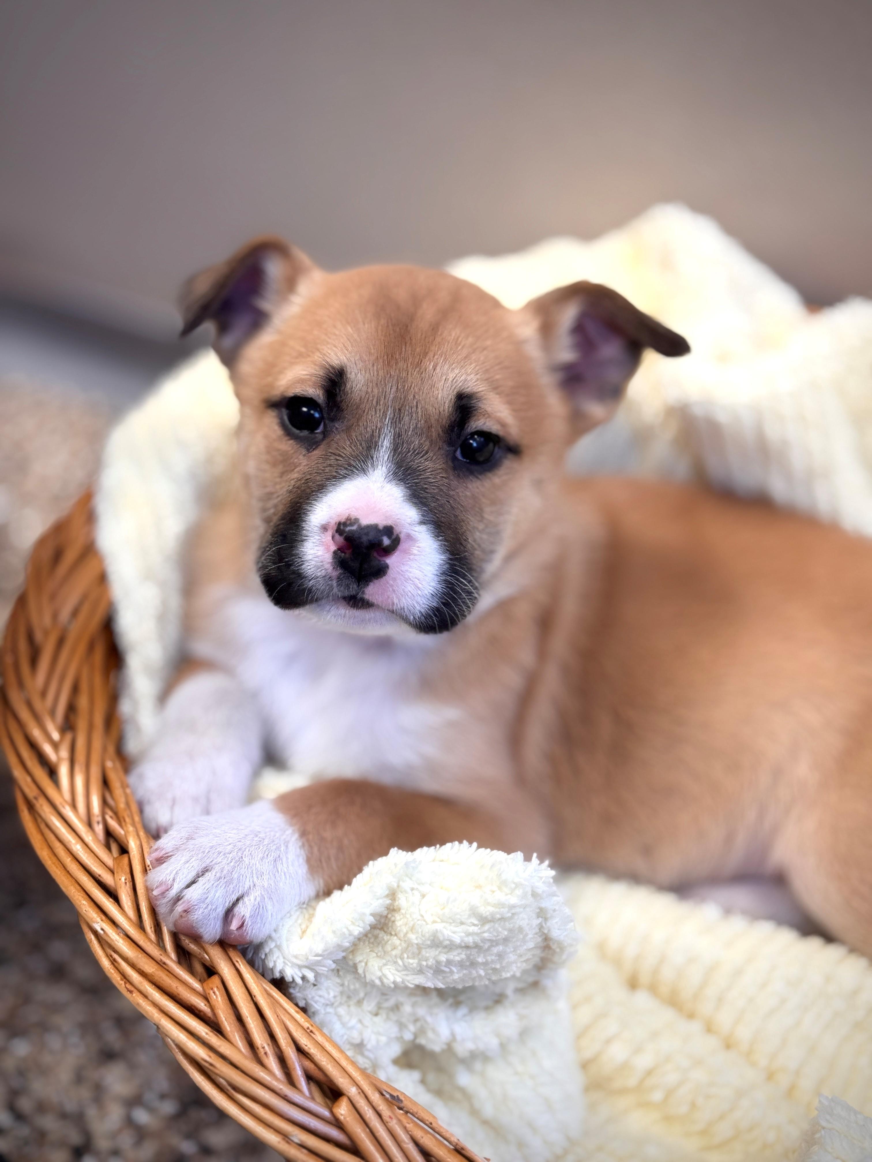 Enlarge Cheer Bear, an adoptable mixed breed in Hackensack, MN image 5/6