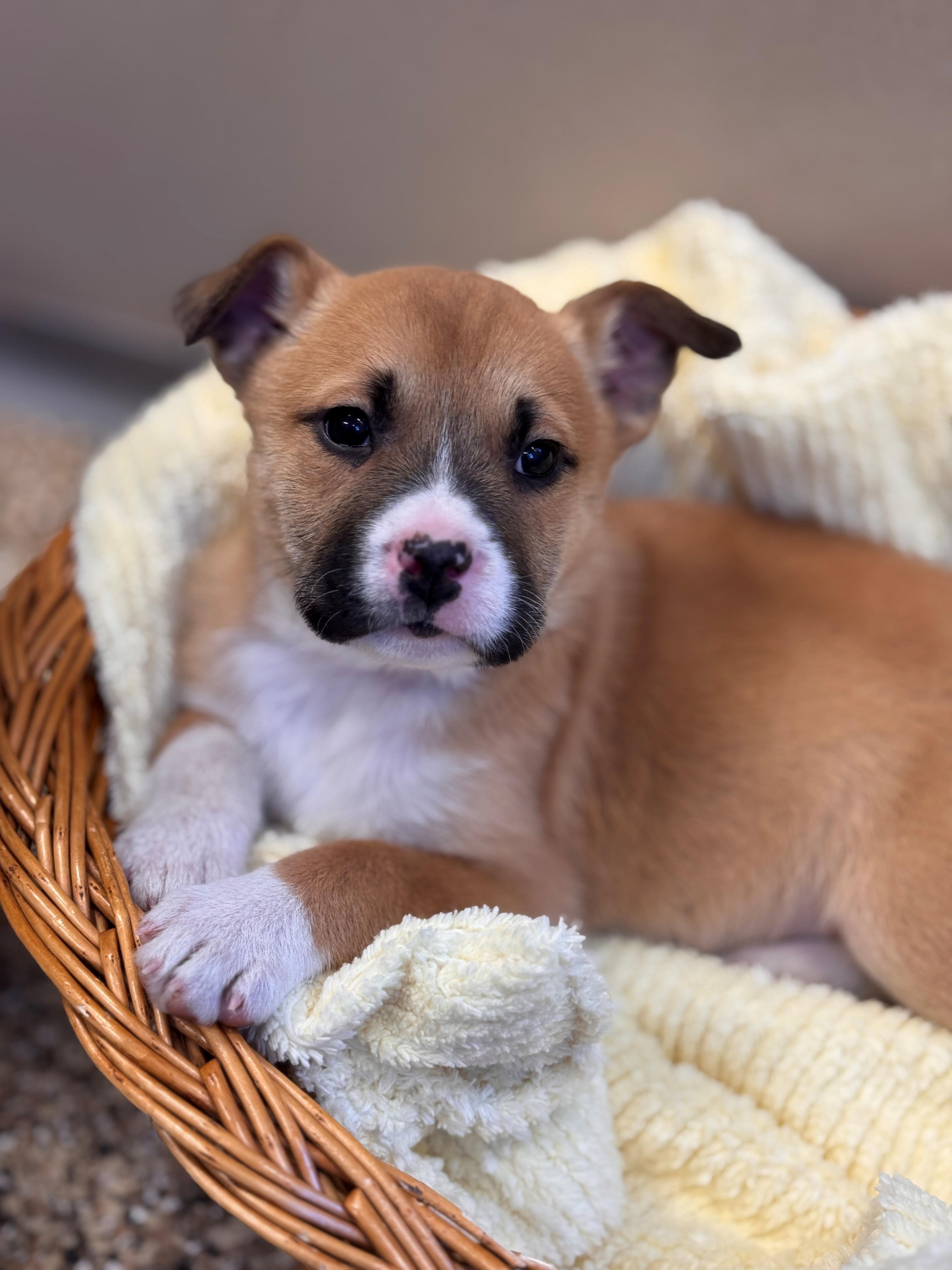 Enlarge Cheer Bear, an adoptable mixed breed in Hackensack, MN image 3/6
