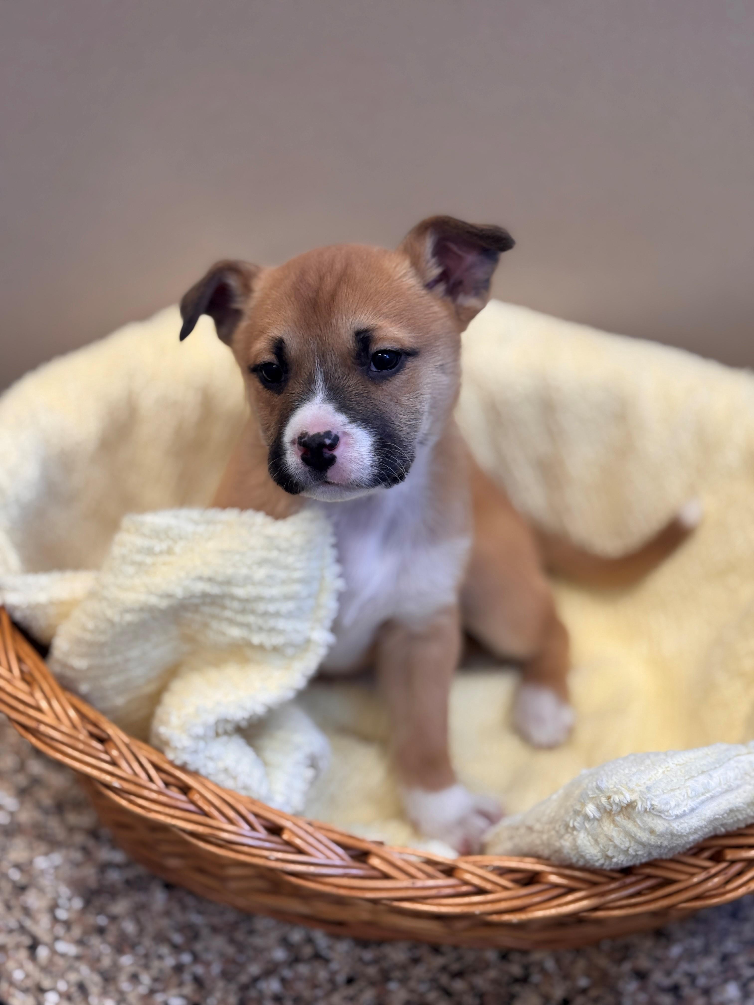 Enlarge Cheer Bear, an adoptable mixed breed in Hackensack, MN image 2/6