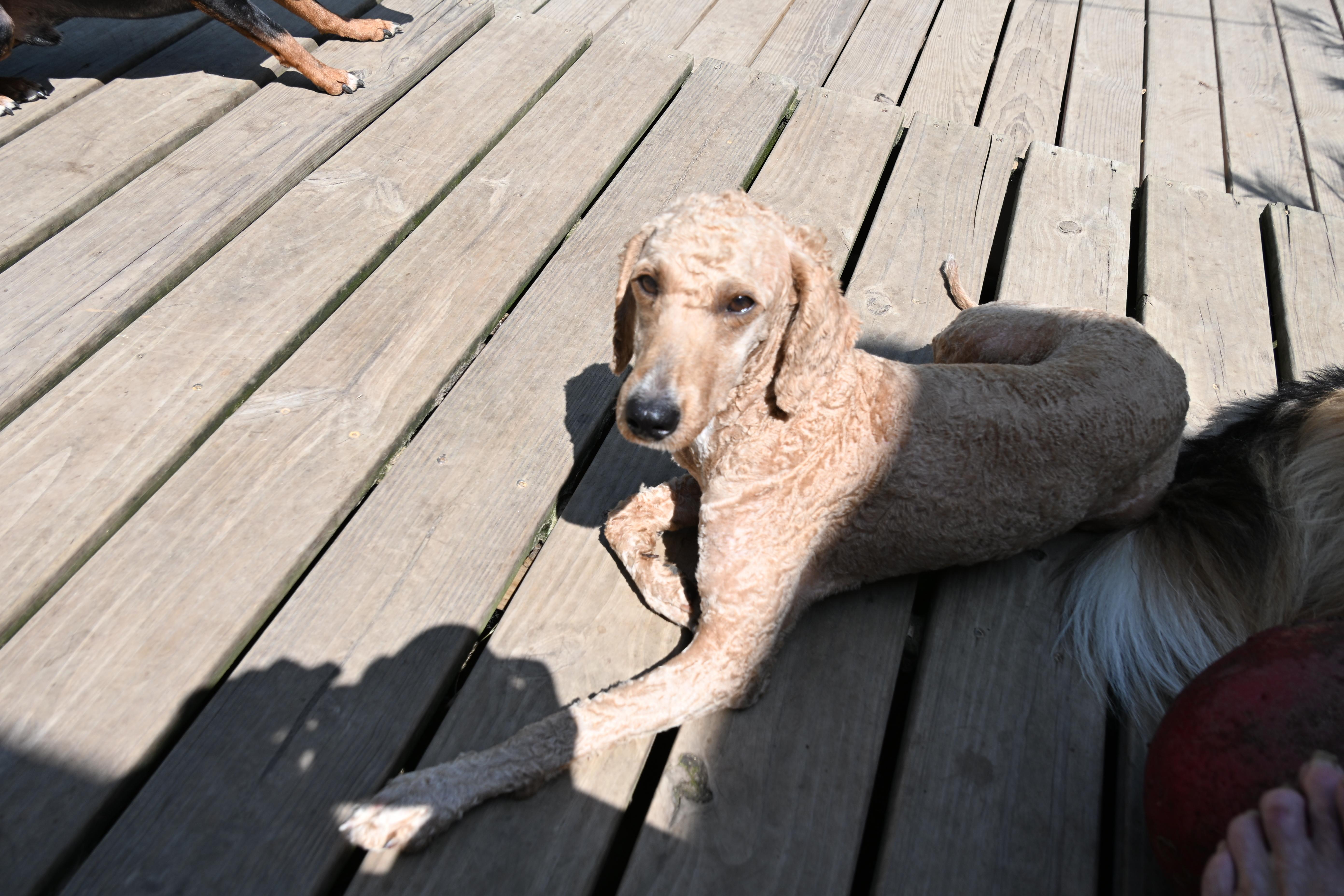 Enlarge Sandy, an adopted mixed breed in South Bend, IN image 5/6