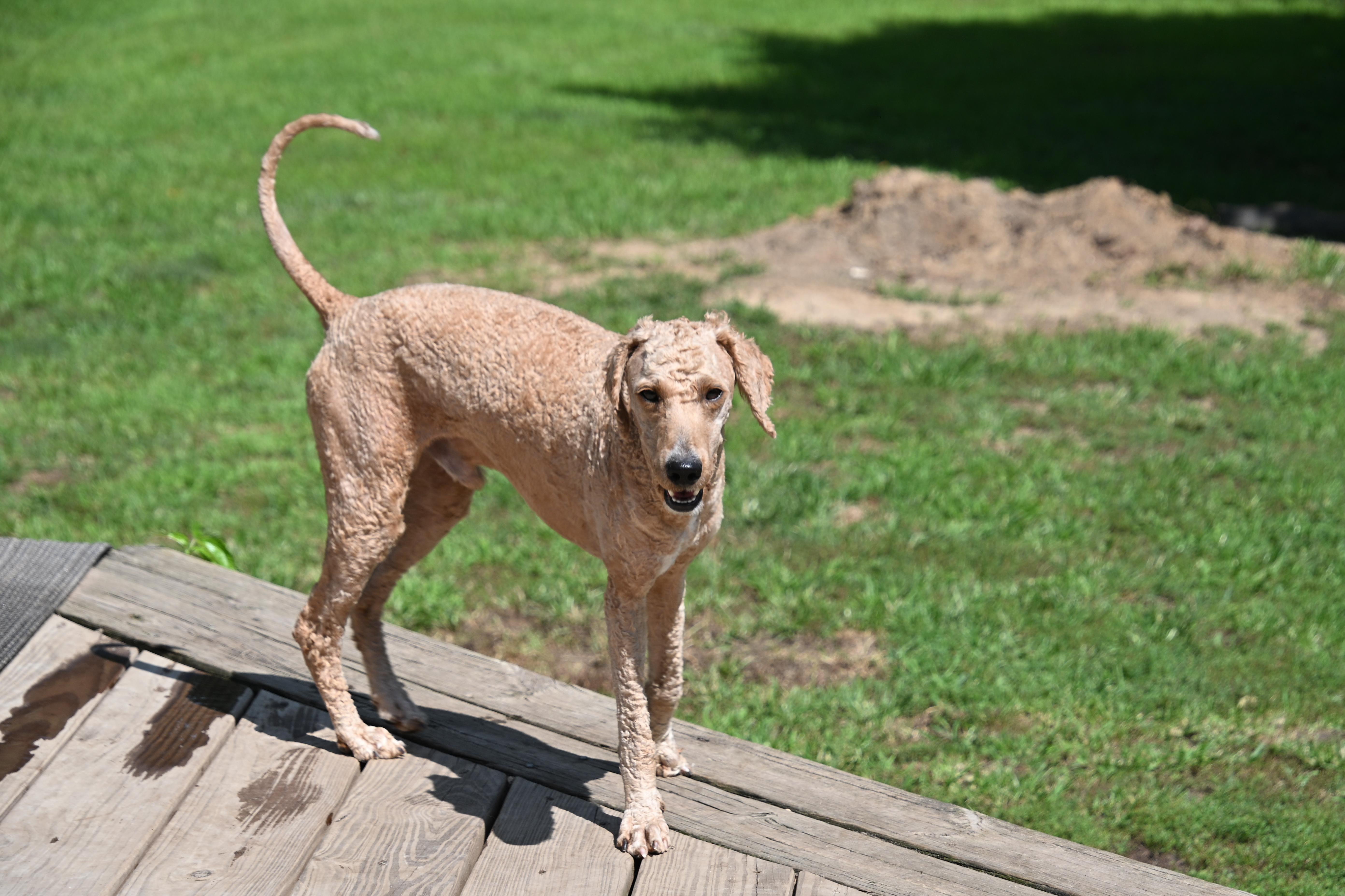 Enlarge Sandy, an adopted mixed breed in South Bend, IN image 4/6